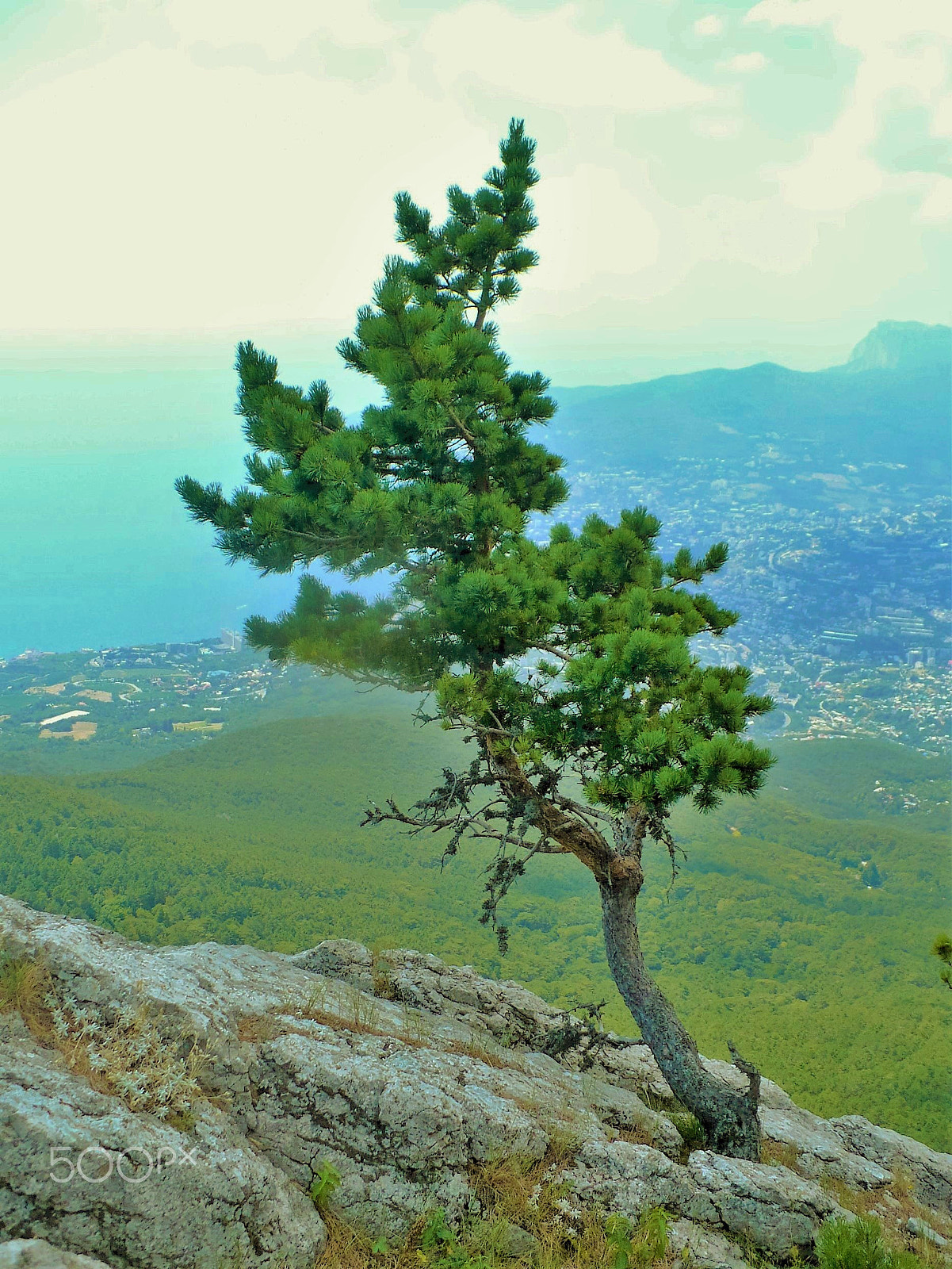 Panasonic DMC-LZ7 sample photo. Pine on the rock photography