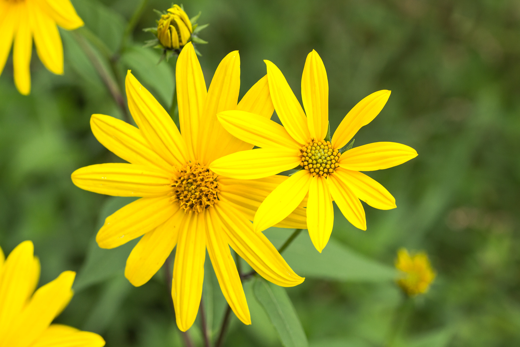 Canon EOS 700D (EOS Rebel T5i / EOS Kiss X7i) + Tamron SP AF 90mm F2.8 Di Macro sample photo. Yellow flowers photography