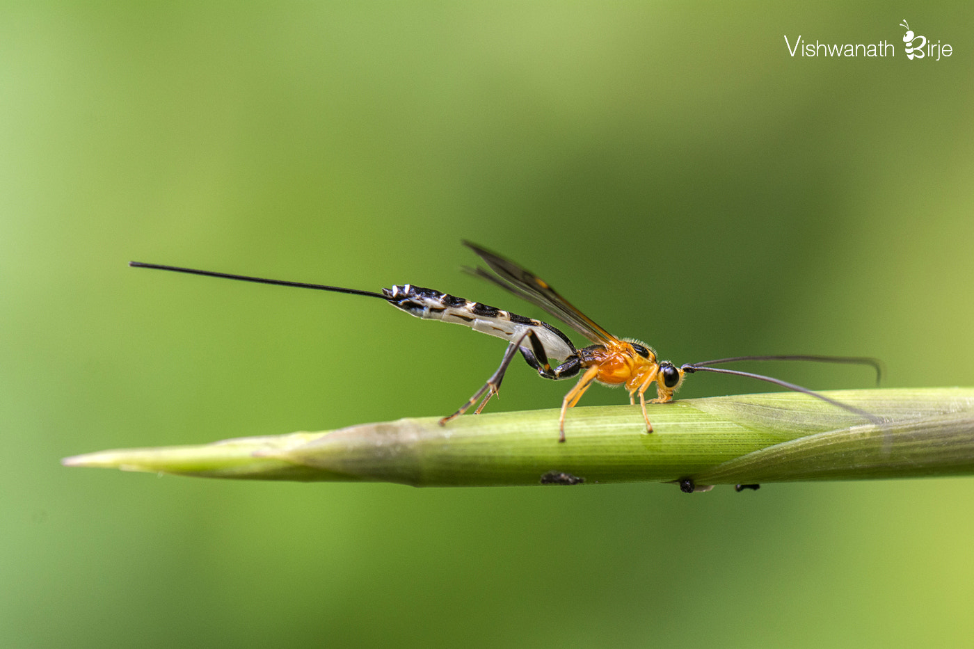 Nikon AF-S DX Micro-Nikkor 85mm F3.5G ED VR sample photo. Wasp photography