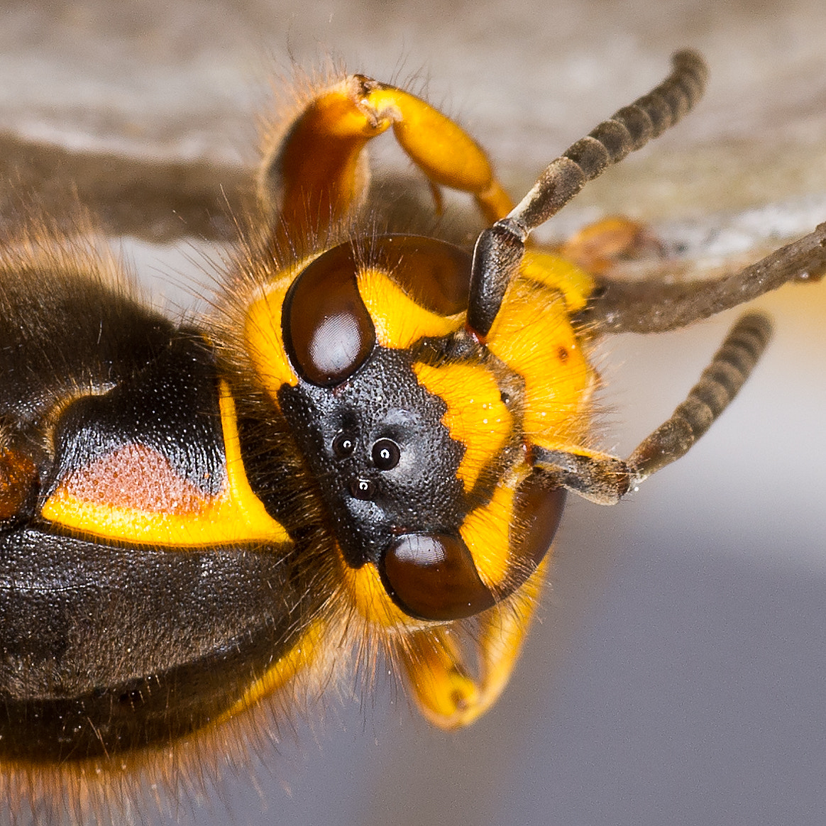 Nikon D800 + Sigma 70mm F2.8 EX DG Macro sample photo. The head of a wasp queen photography