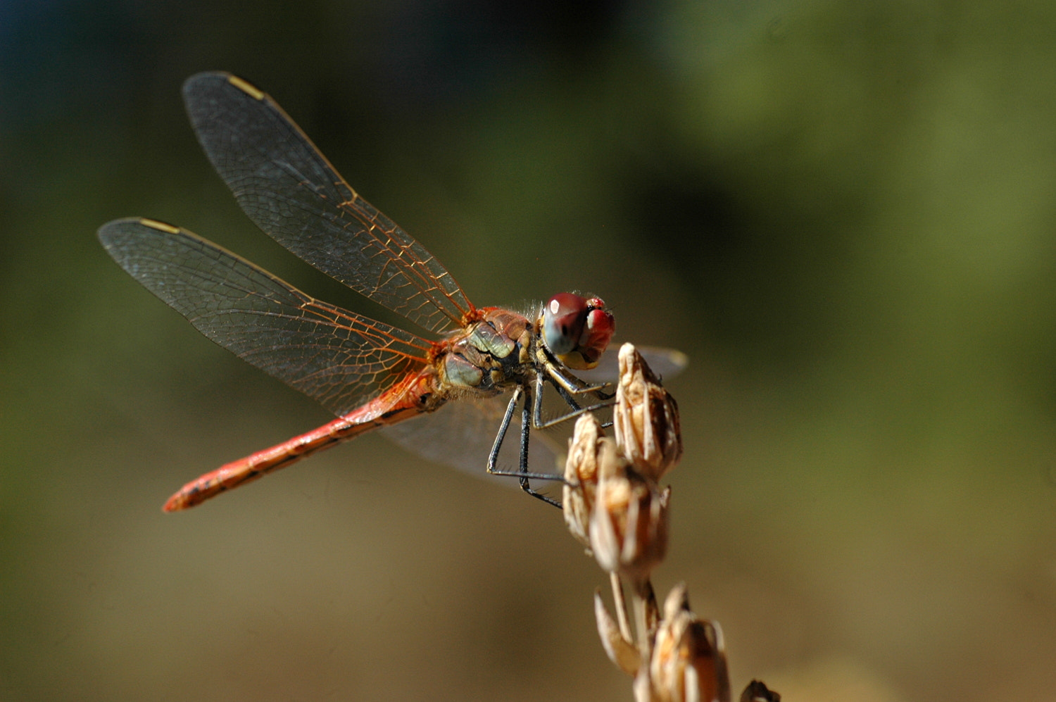 Nikon D70s + Sigma Macro 90mm F2.8 sample photo. A photography