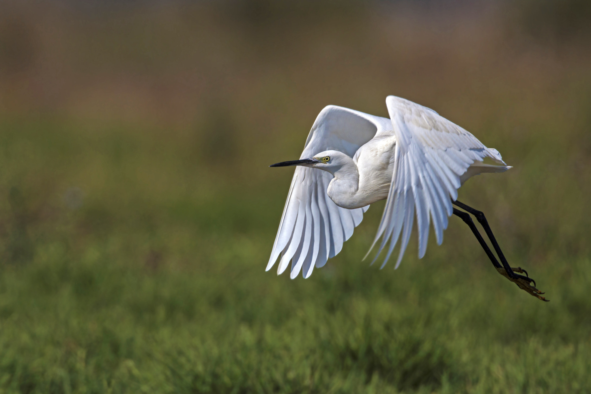 Canon EOS 70D + Canon EF 300mm F2.8L IS II USM sample photo. Egret photography