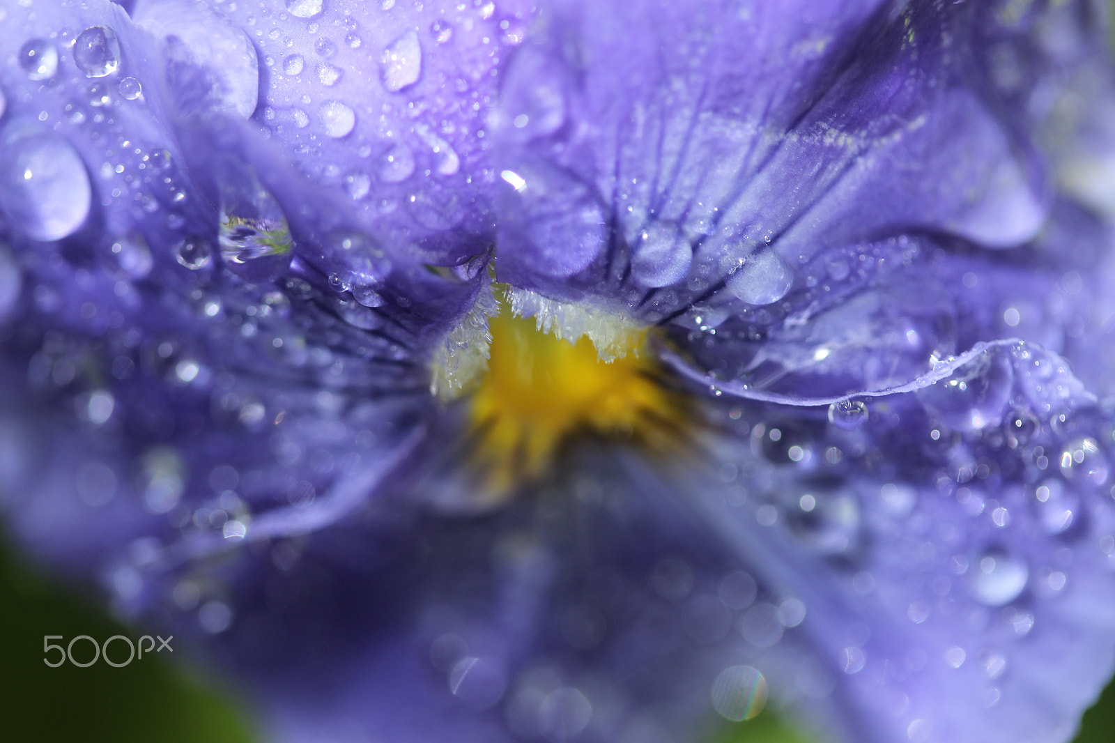 Canon EF-S 60mm F2.8 Macro USM sample photo. Blue flower water photography