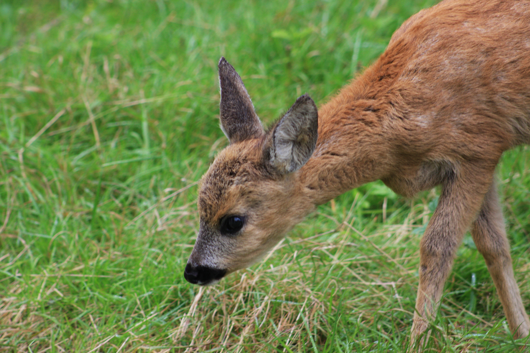 Canon EOS 40D + EF75-300mm f/4-5.6 sample photo. Fawn photography