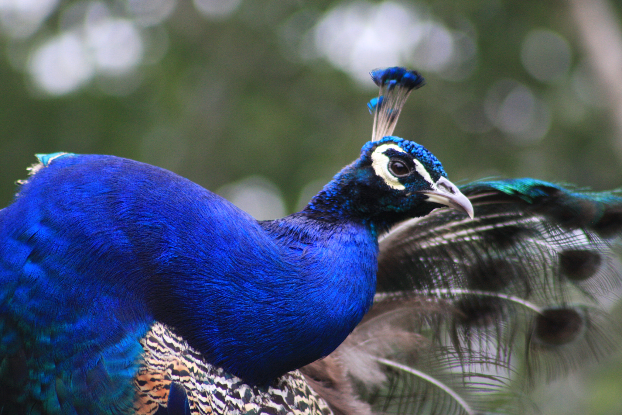 Canon EOS 40D + EF75-300mm f/4-5.6 sample photo. Peacock photography