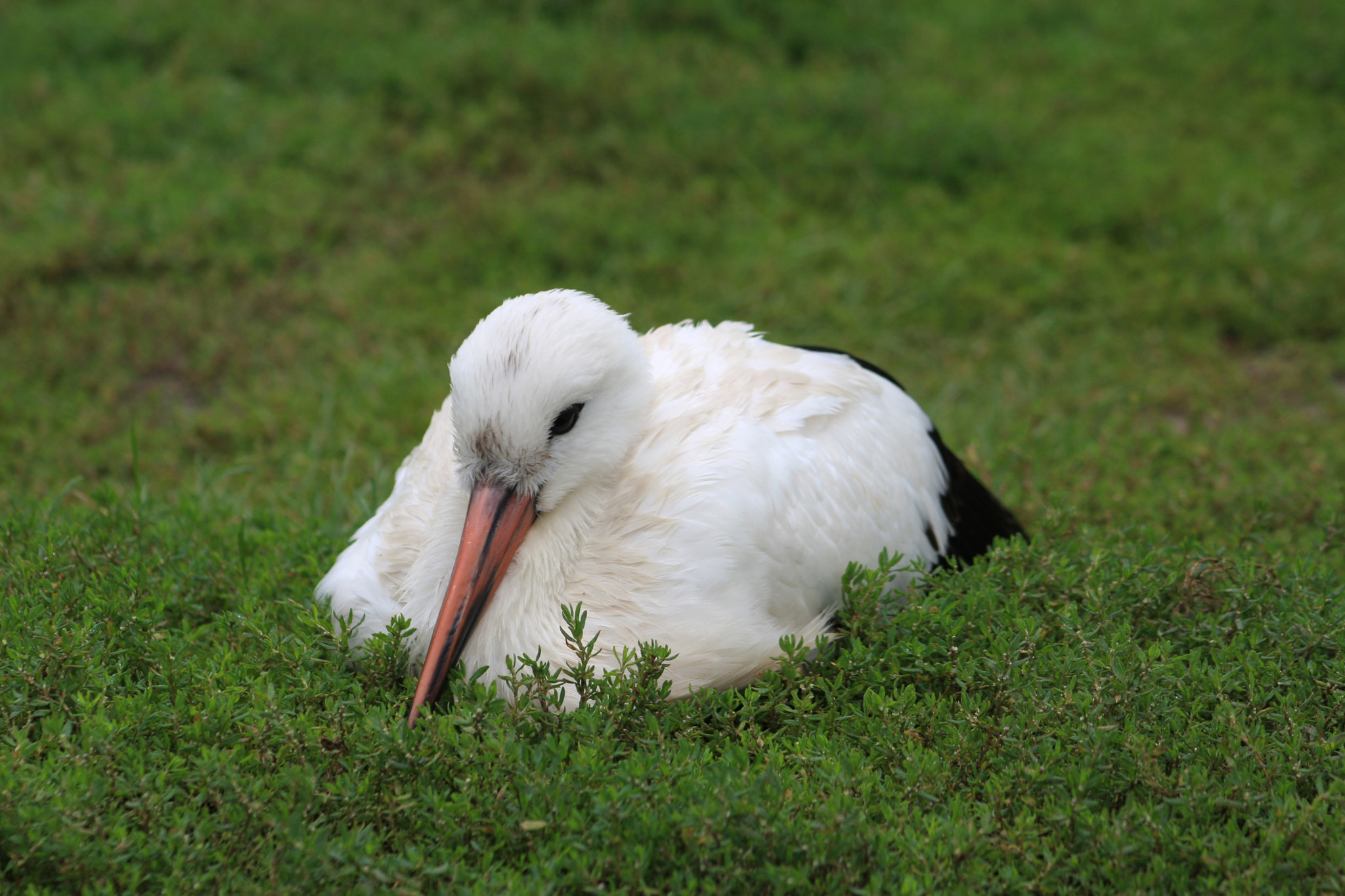 Canon EOS 40D + EF75-300mm f/4-5.6 sample photo. Stork i photography