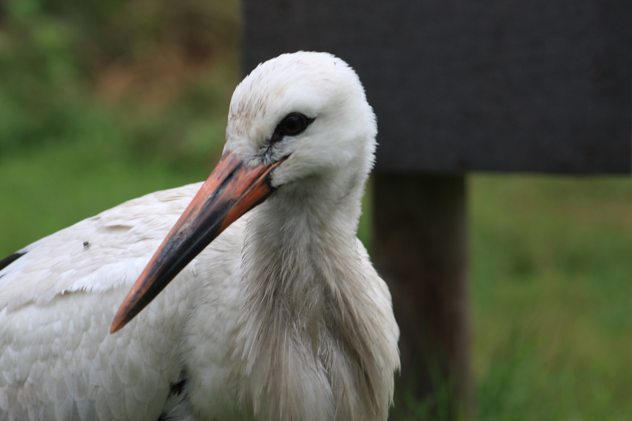 Canon EOS 40D + EF75-300mm f/4-5.6 sample photo. Stork ii photography