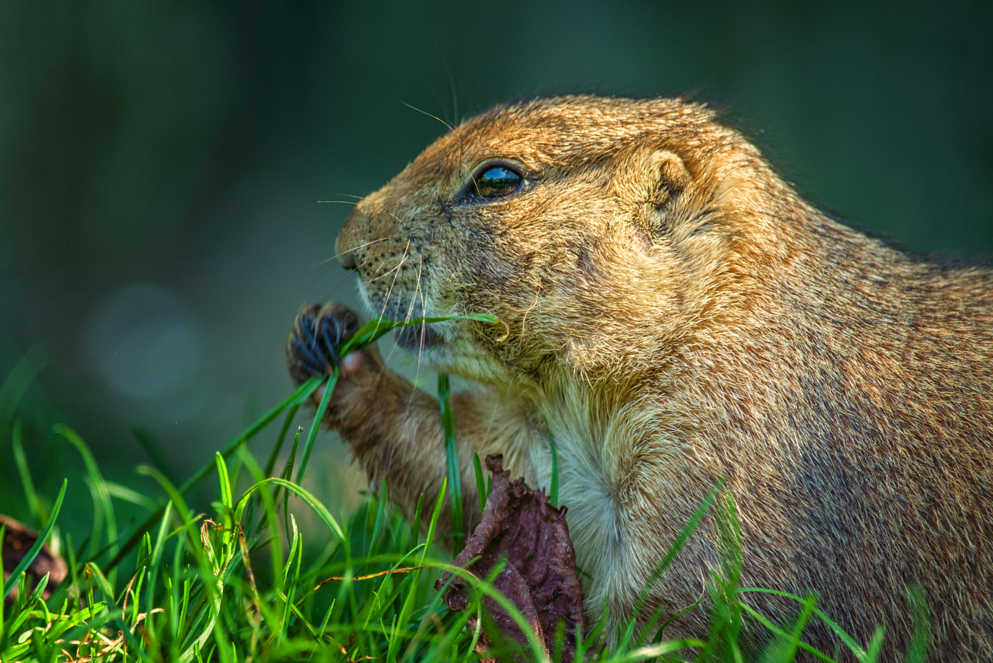 Pentax smc DA* 300mm F4.0 ED (IF) SDM sample photo. Cute prairie dog photography