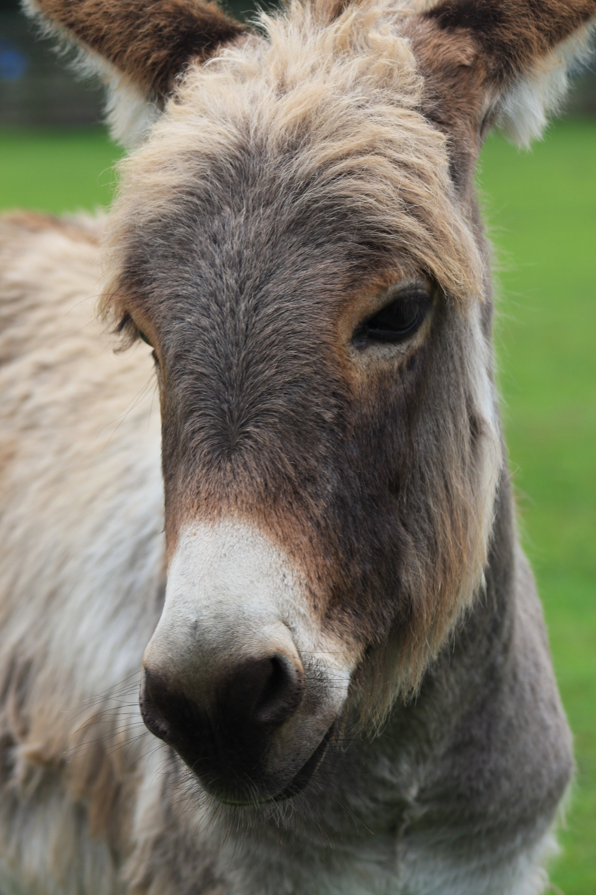 Canon EOS 40D + EF75-300mm f/4-5.6 sample photo. Donkey photography