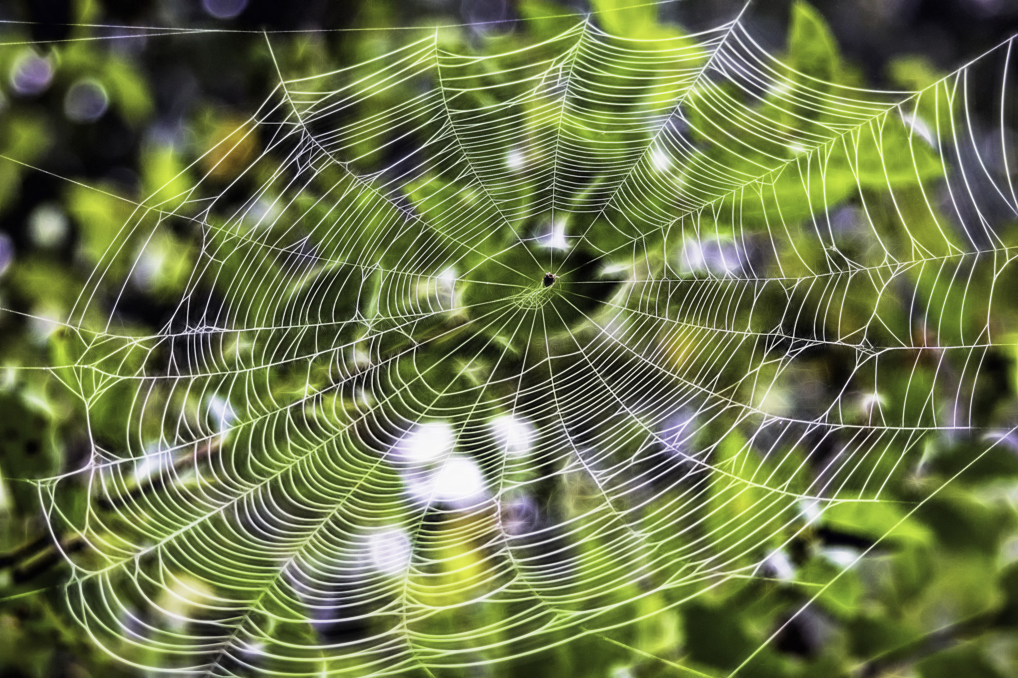 Sigma 150-500mm F5-6.3 DG OS HSM sample photo. Dew drop web photography