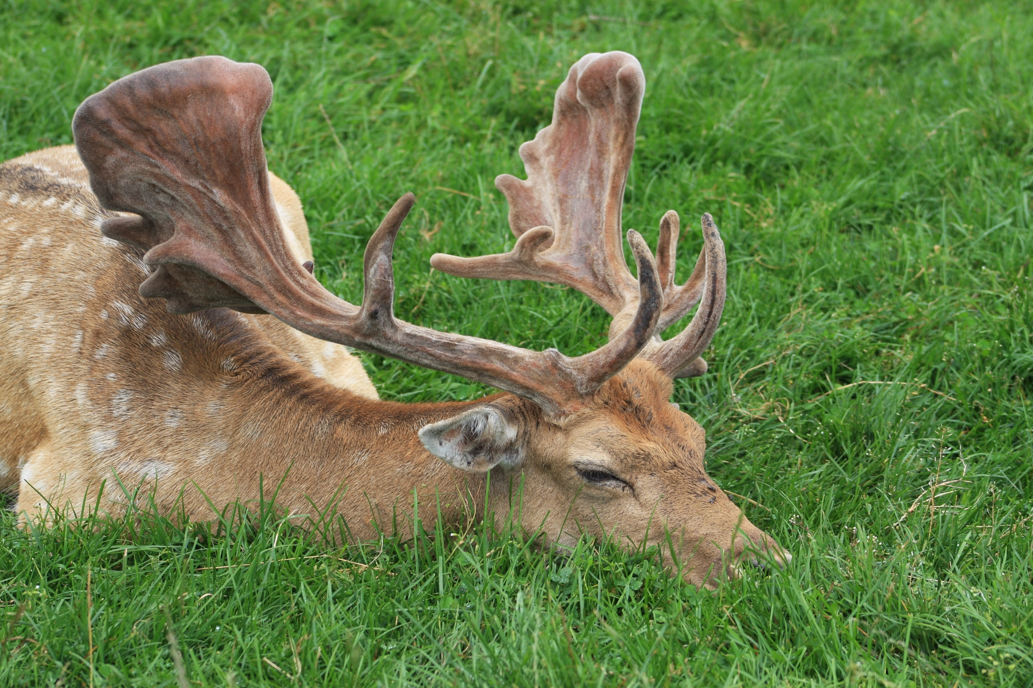 Canon EOS 40D + EF75-300mm f/4-5.6 sample photo. Deer, tired photography