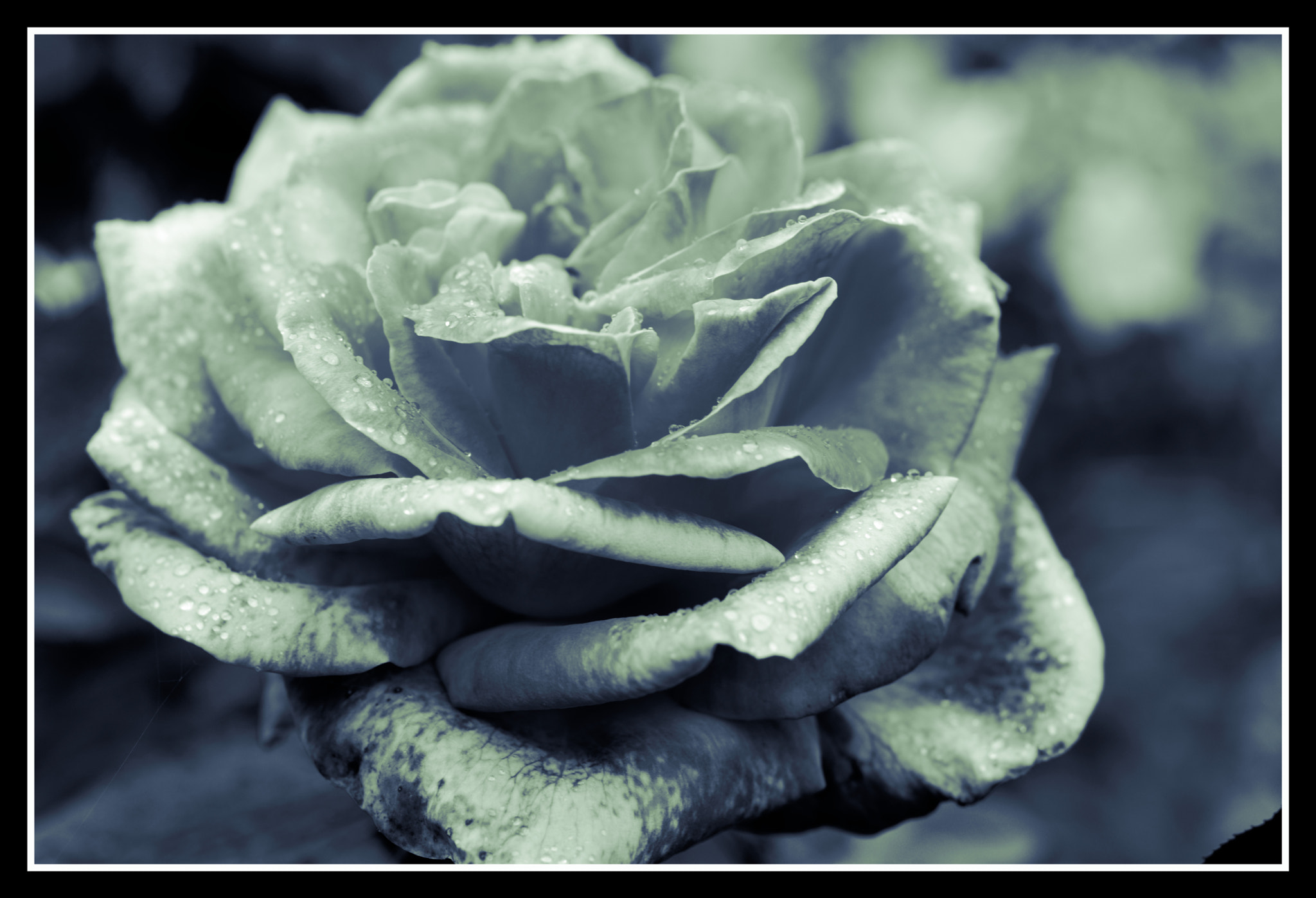 Pentax smc D-FA 50mm F2.8 Macro sample photo. Silver jubilee photography