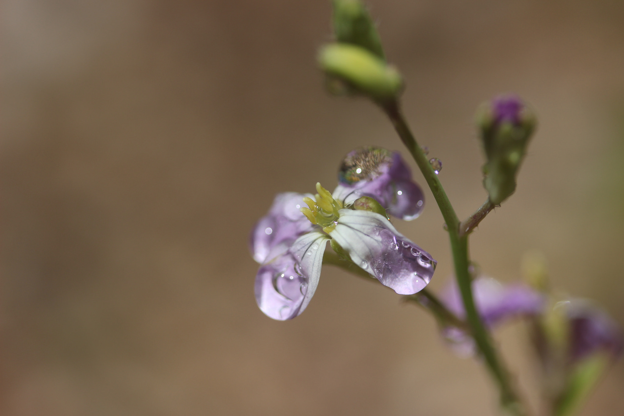 Canon EF-S 60mm F2.8 Macro USM sample photo. Small flower after storm photography