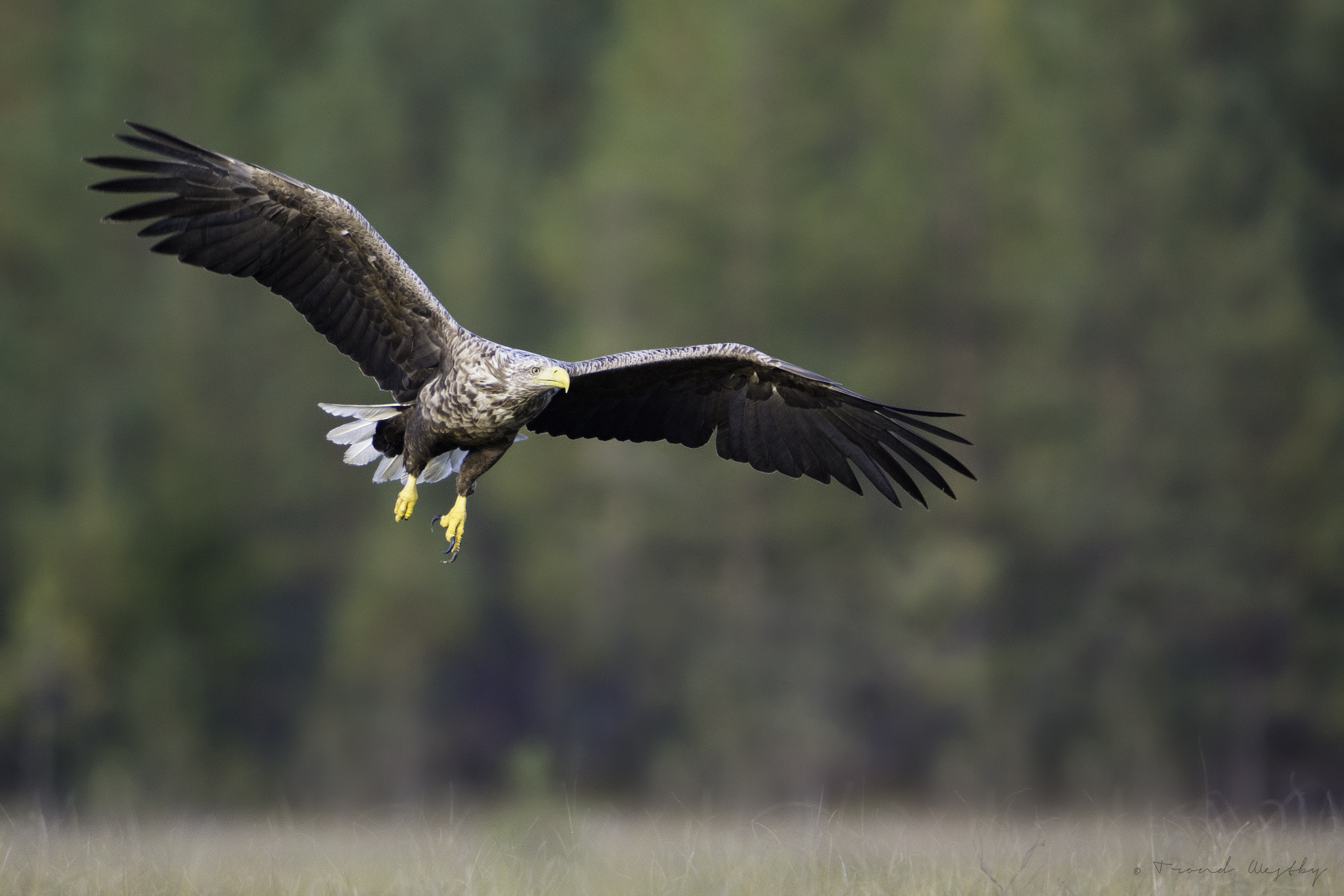 Nikon D7100 + Nikon AF-S Nikkor 600mm F4G ED VR sample photo. White-tailed eagle photography