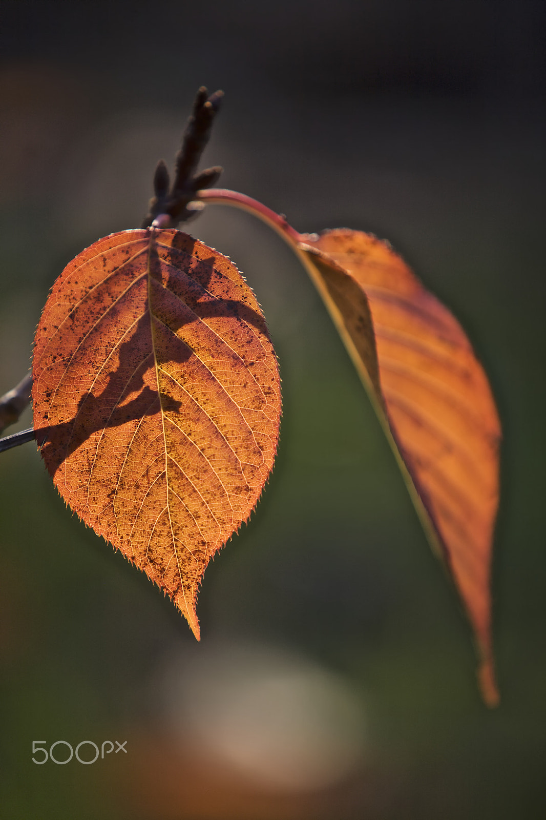 Canon EF 70-200mm F2.8L IS USM sample photo. Leaf in the sunlight photography