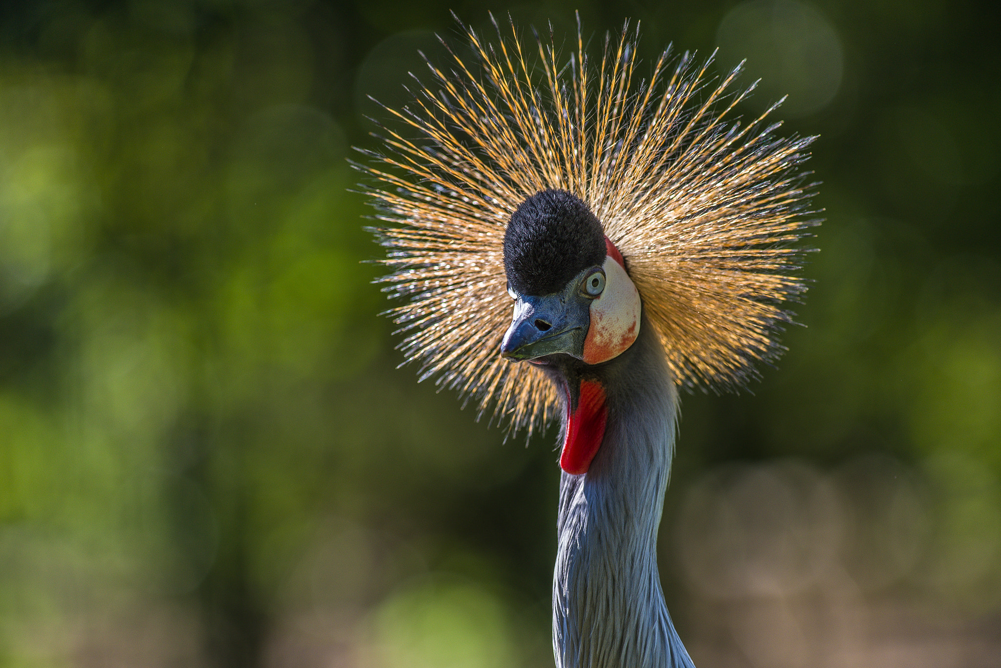Pentax smc DA* 300mm F4.0 ED (IF) SDM sample photo. Crowned crane photography
