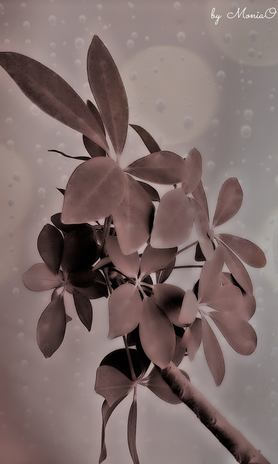 HTC DESIRE X sample photo. Flower photography