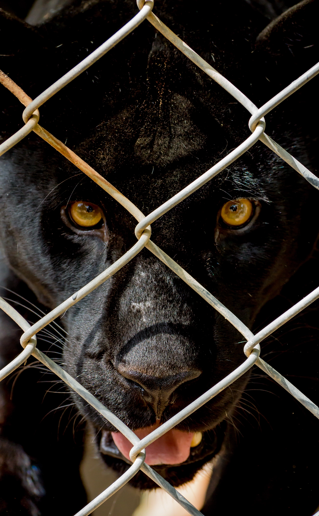 Sony DT 55-300mm F4.5-5.6 SAM sample photo. Panther photography