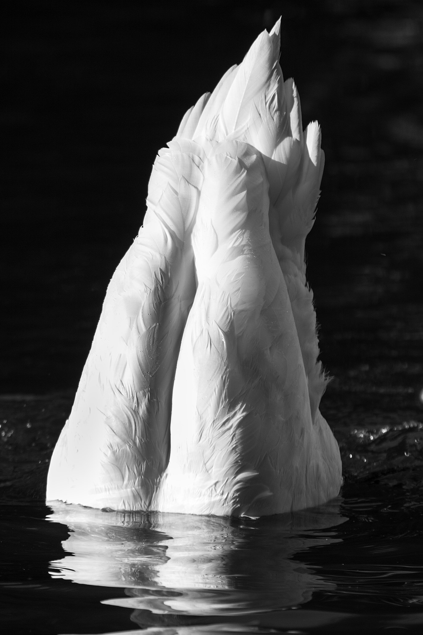 Sigma 70-200mm F2.8 EX DG OS HSM sample photo. Diving swan photography