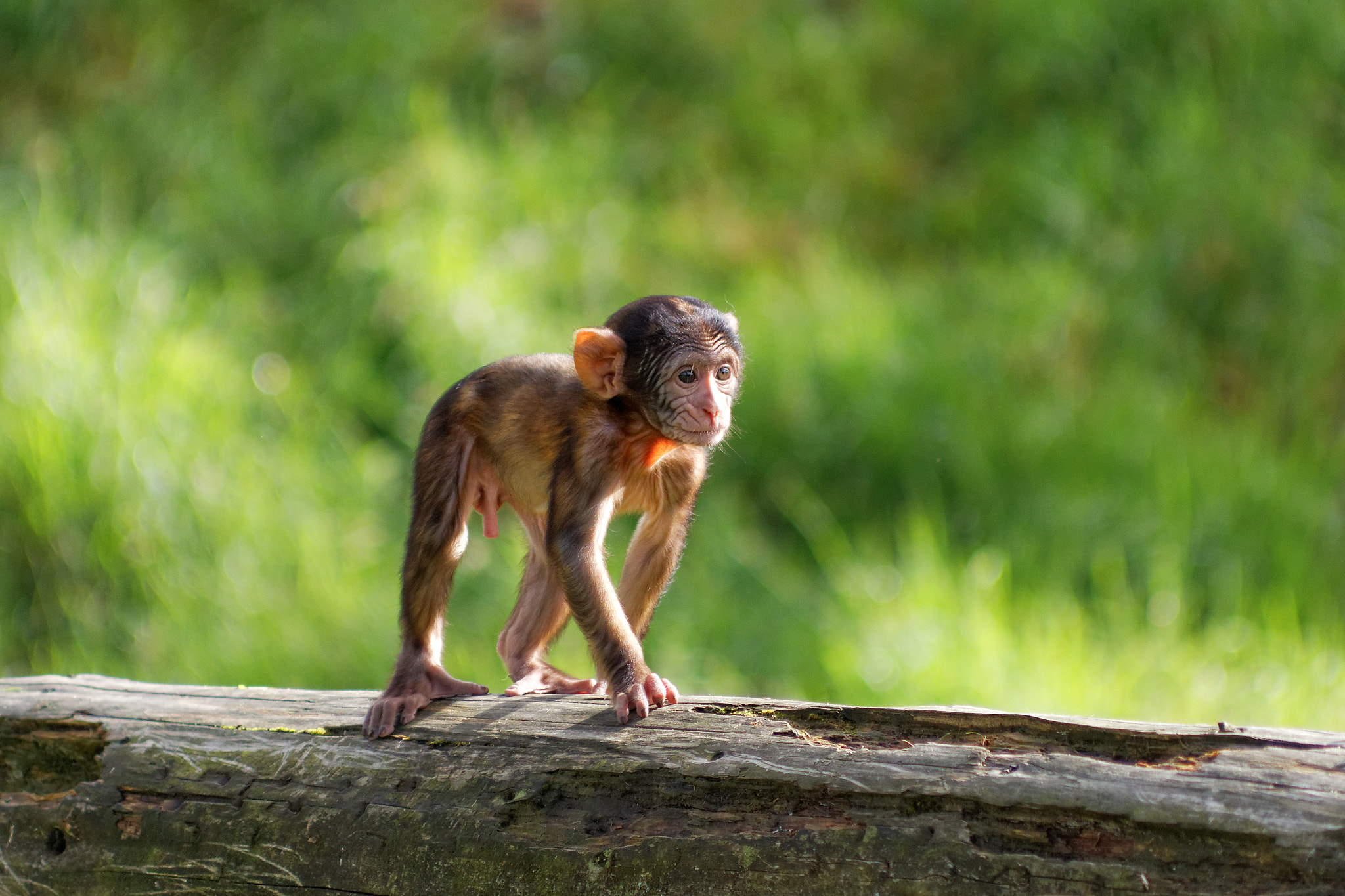 Canon EOS 70D + Canon EF 70-210mm f/4 sample photo. Small ape boy photography