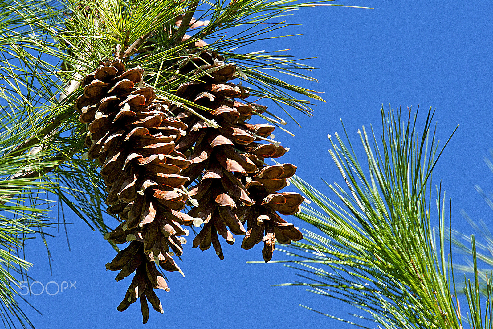 Nikon D800E sample photo. White pine photography