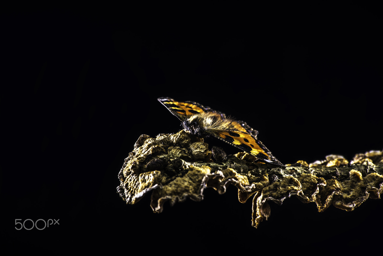Sigma 70-300mm F4-5.6 APO DG Macro sample photo. Butterfly on fungi photography