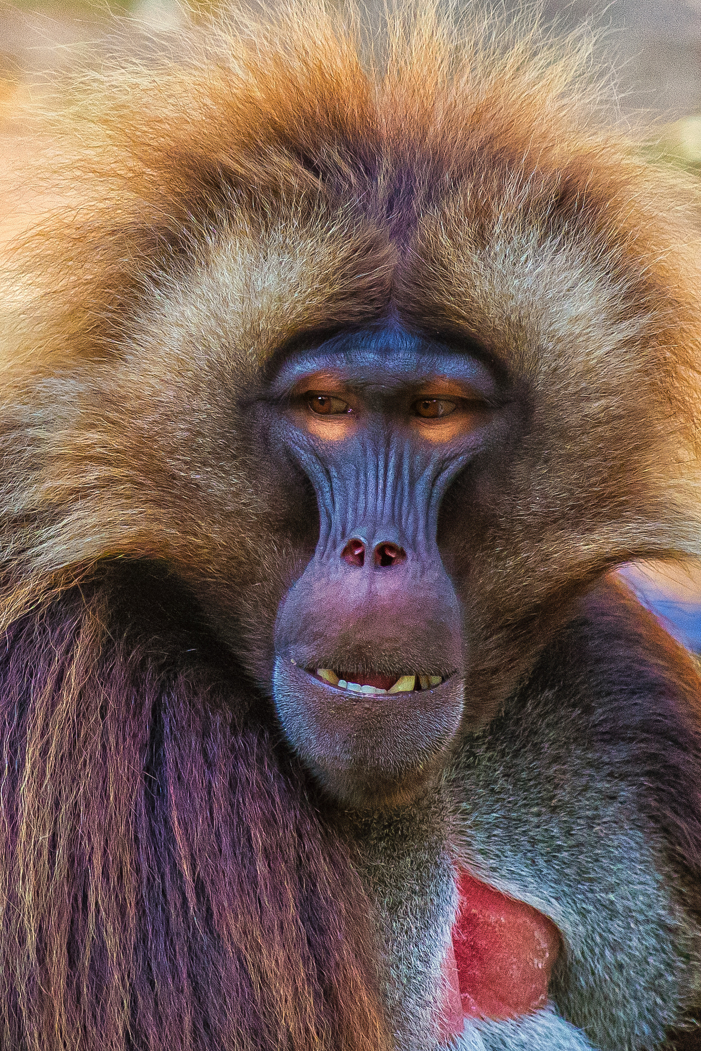 Pentax smc DA* 300mm F4.0 ED (IF) SDM sample photo. Gelada photography