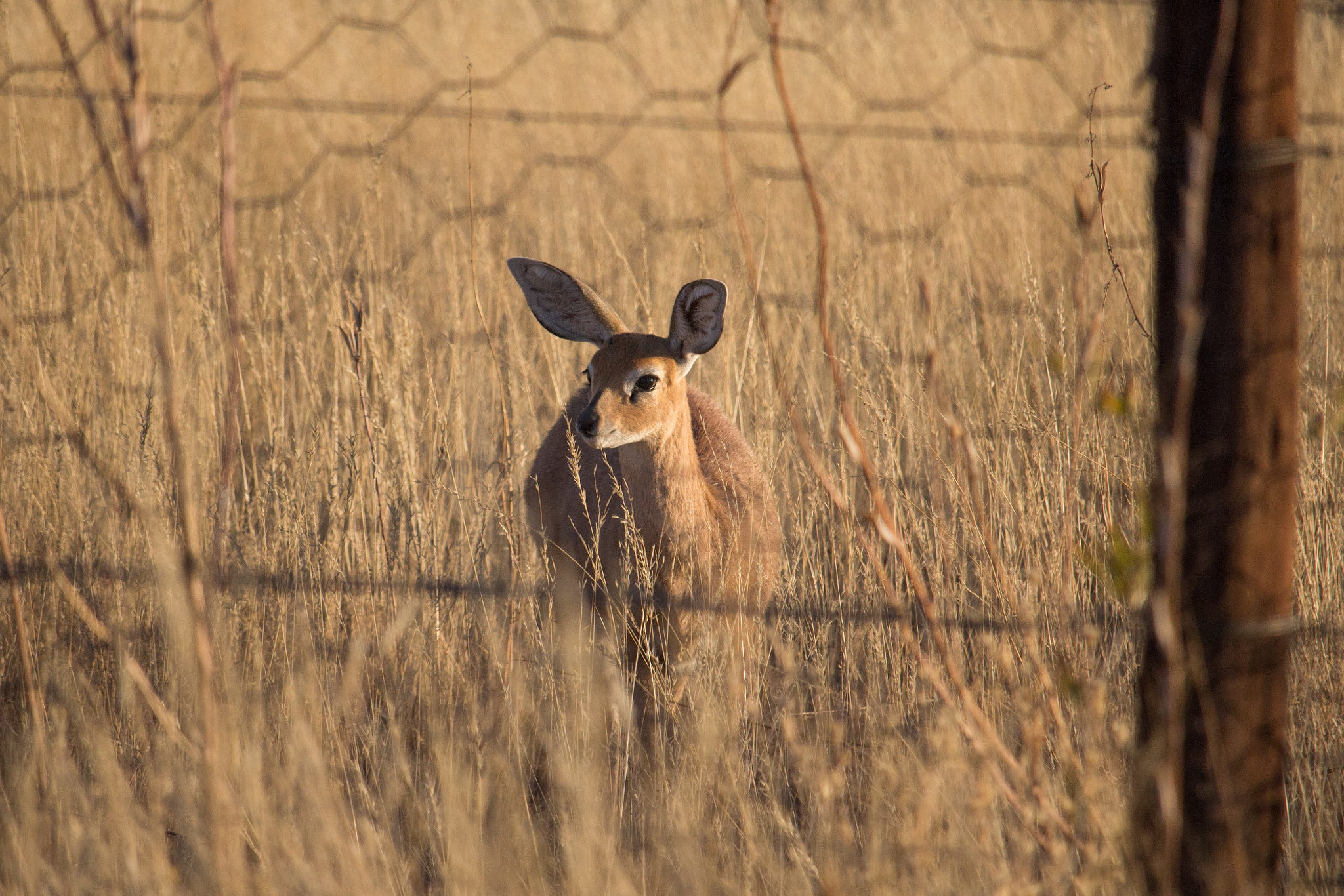 Canon EF-S 55-250mm F4-5.6 IS STM sample photo. Etosha national park photography