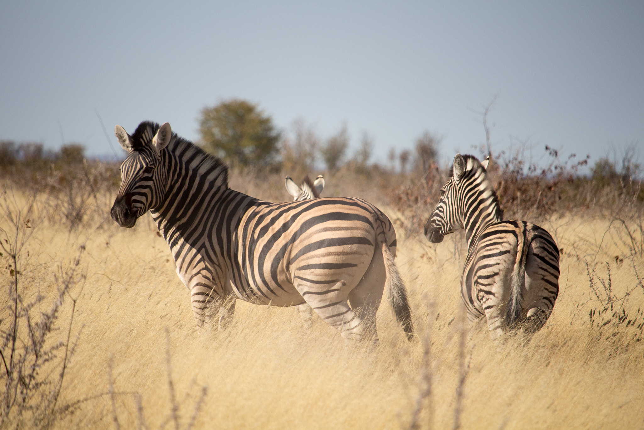 Canon EF-S 55-250mm F4-5.6 IS STM sample photo. Etosha national park photography