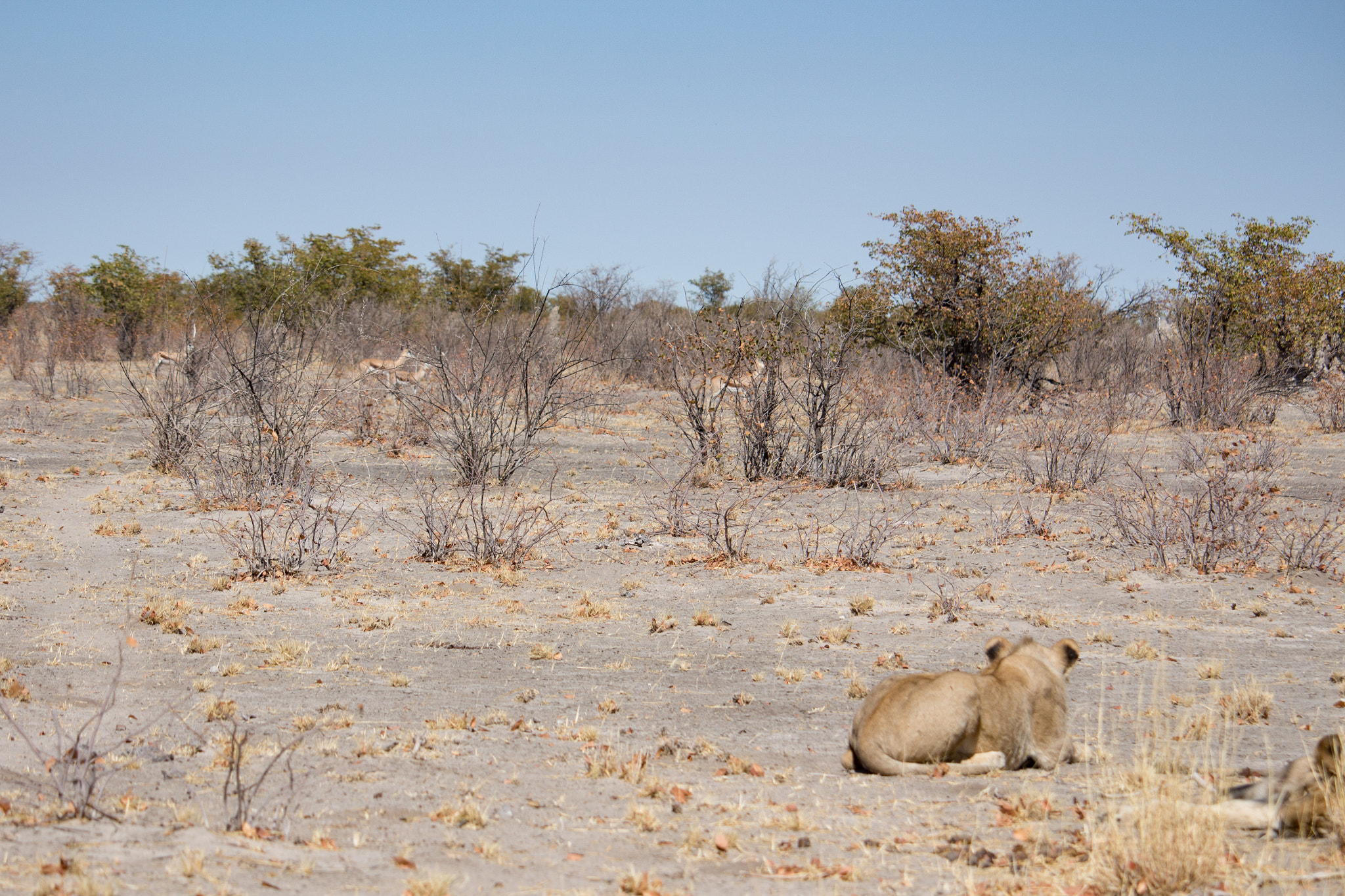 Canon EF-S 55-250mm F4-5.6 IS STM sample photo. Ready to hunt photography