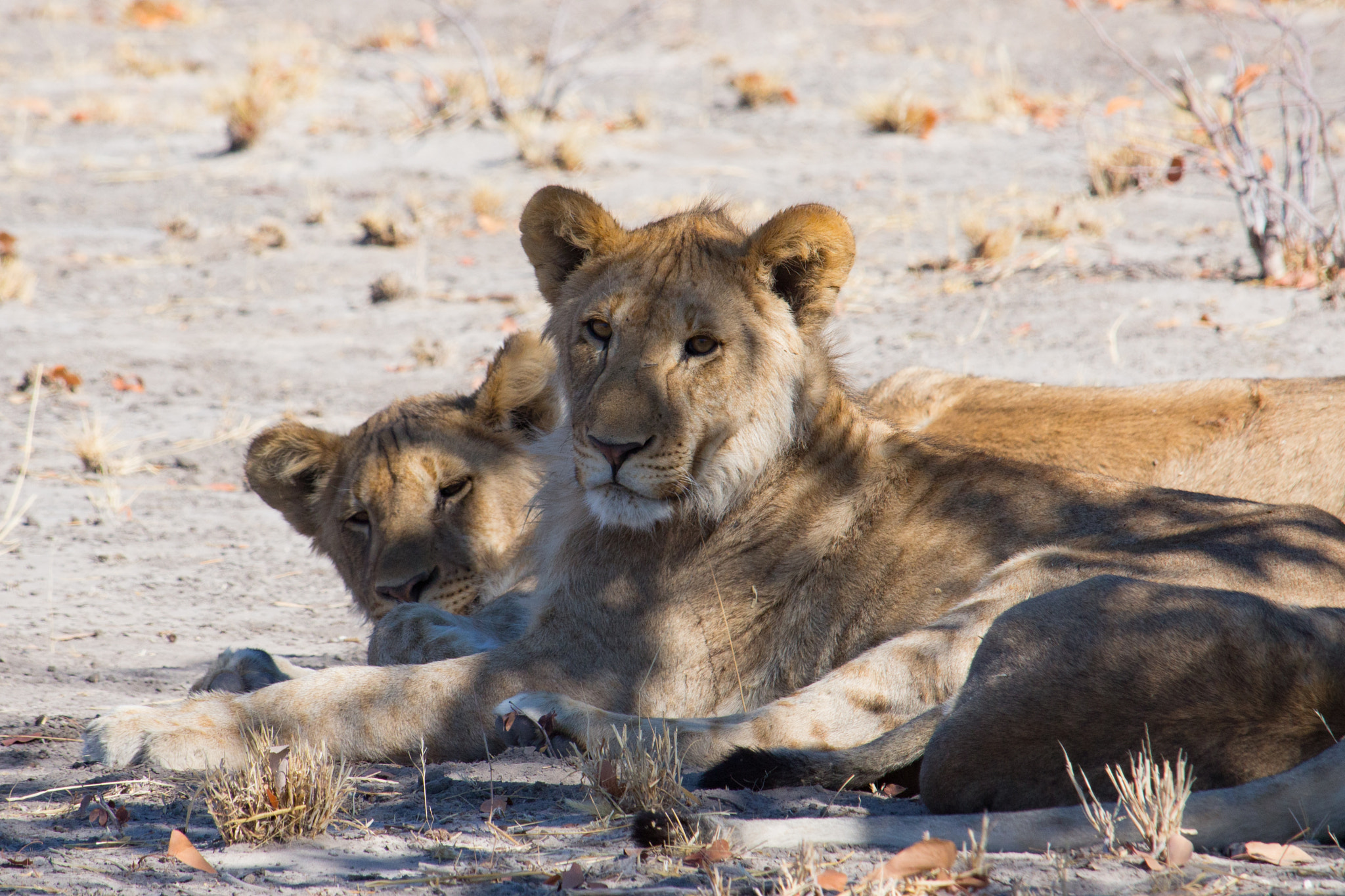 Canon EF-S 55-250mm F4-5.6 IS STM sample photo. Etosha national park photography