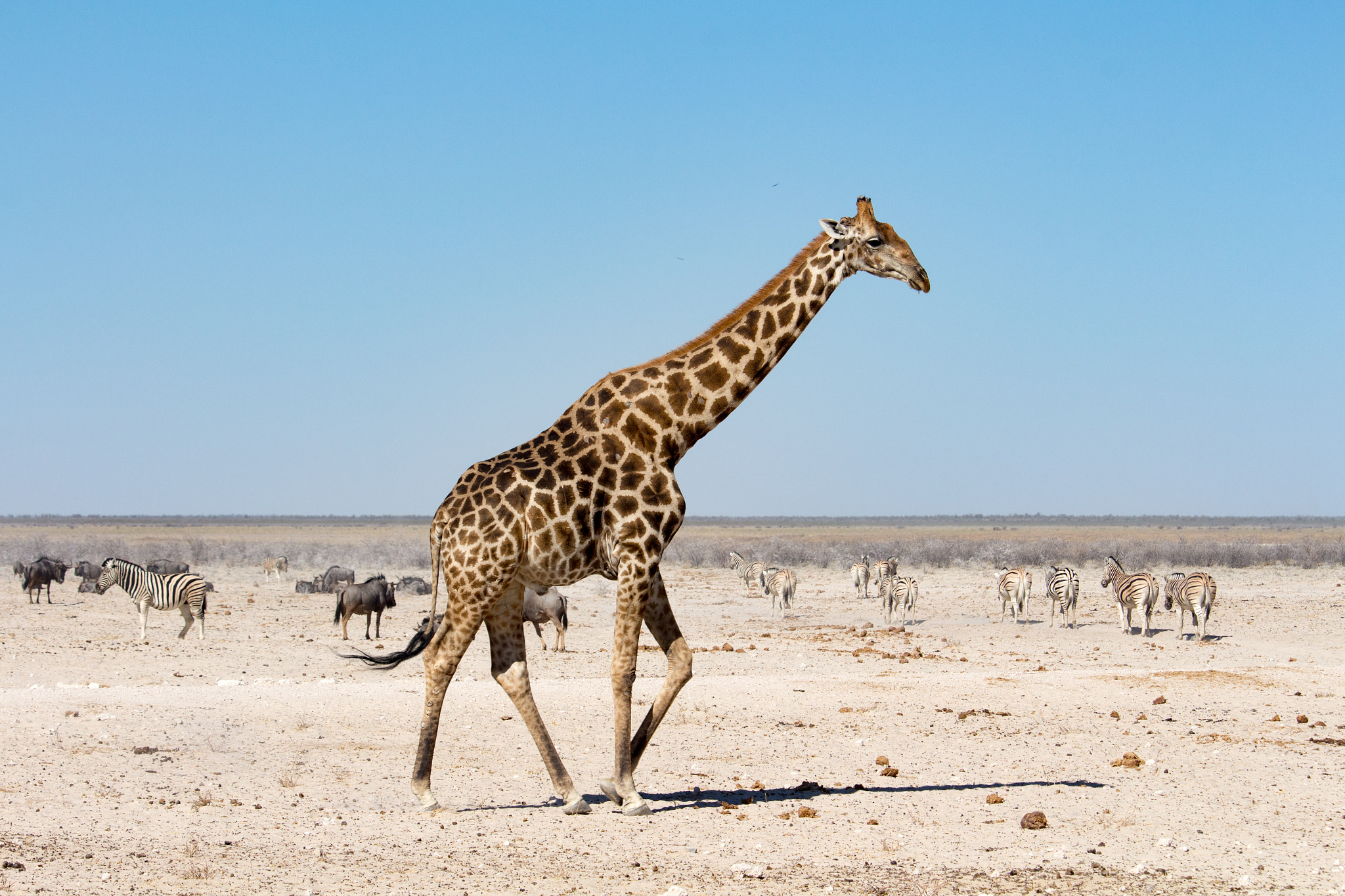 Canon EF-S 55-250mm F4-5.6 IS STM sample photo. Etosha national park photography
