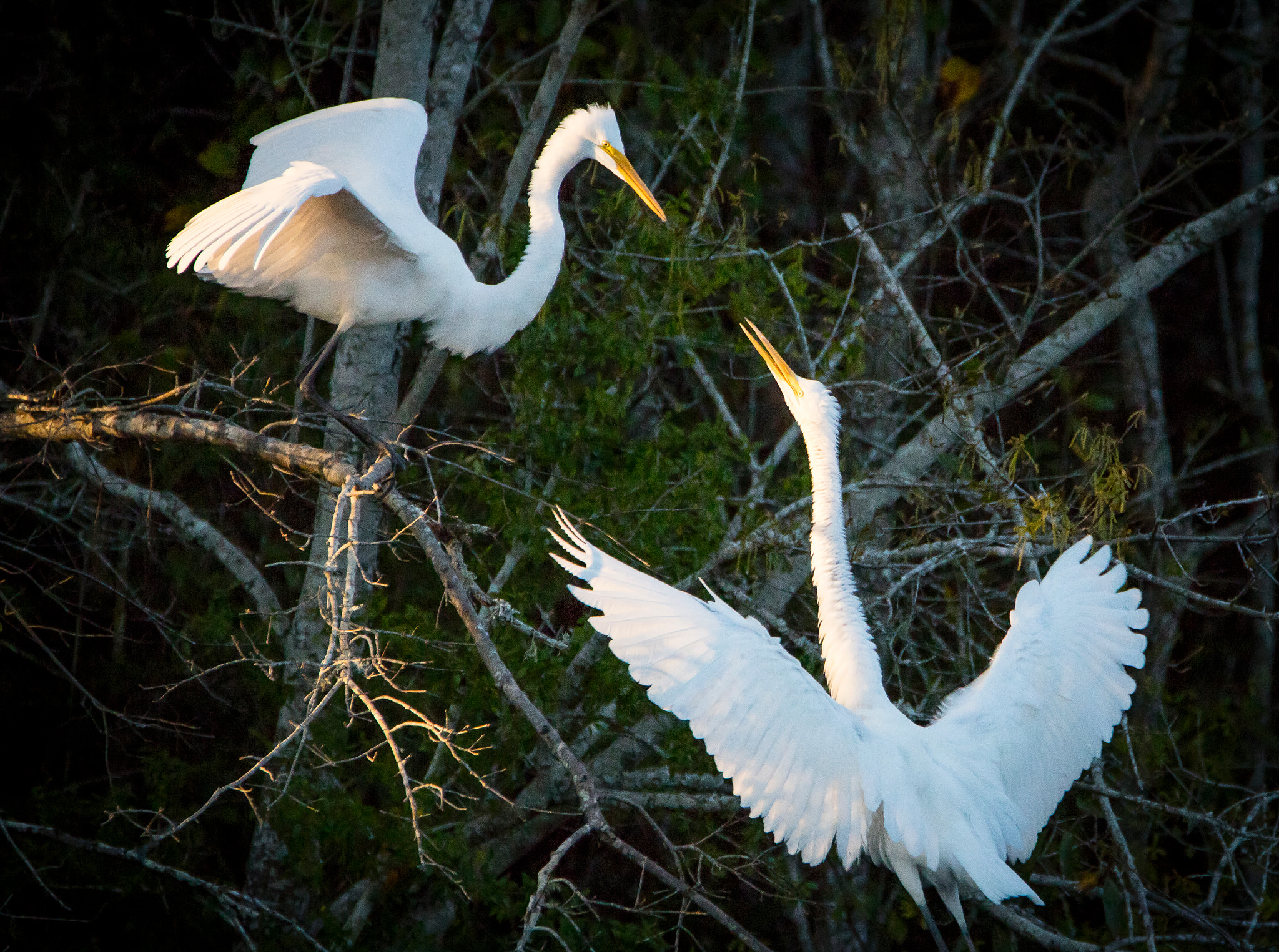 Tamron SP 150-600mm F5-6.3 Di VC USD sample photo. The kiss photography