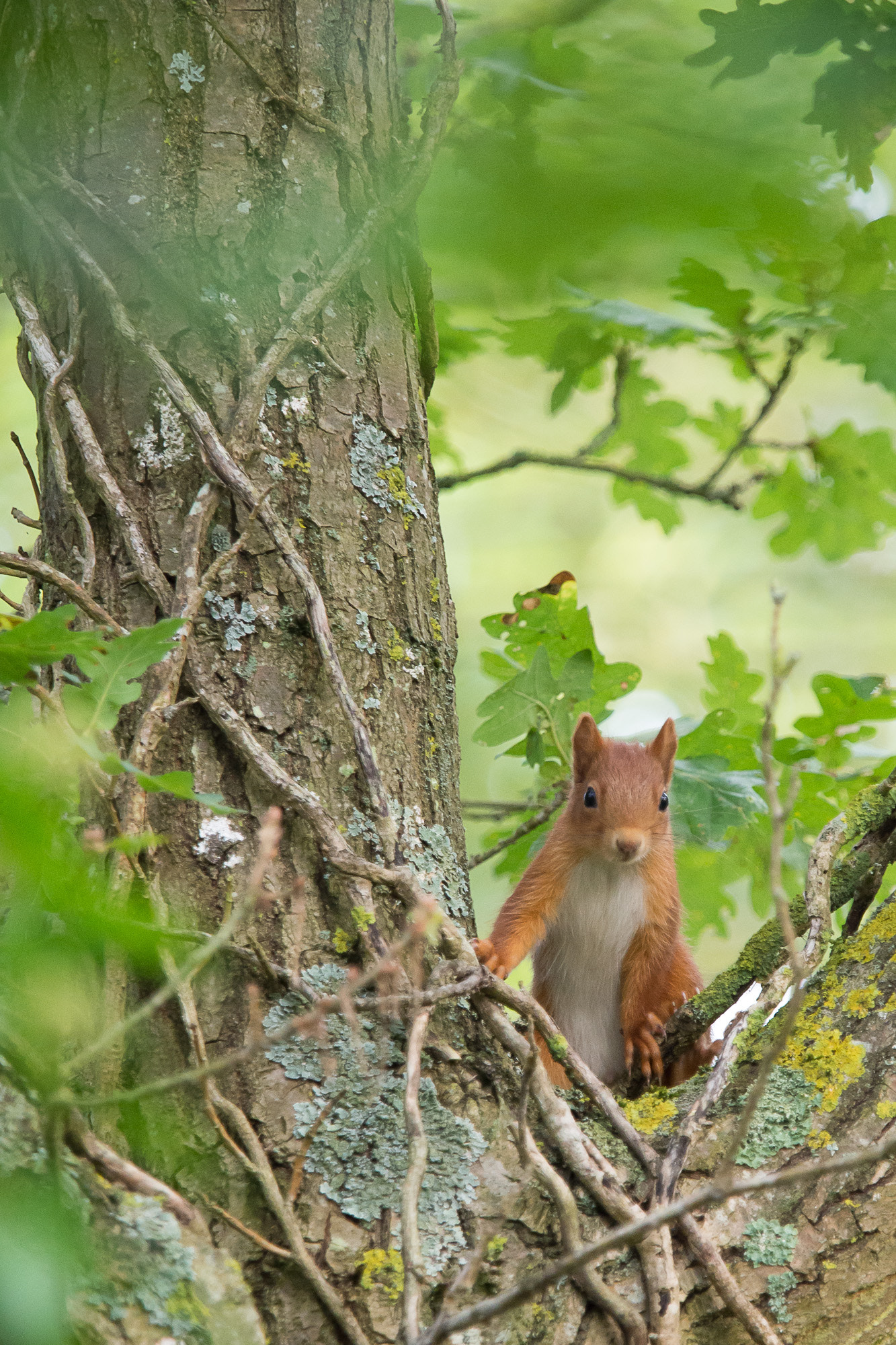 Olympus OM-D E-M10 sample photo. Young red squirrel photography