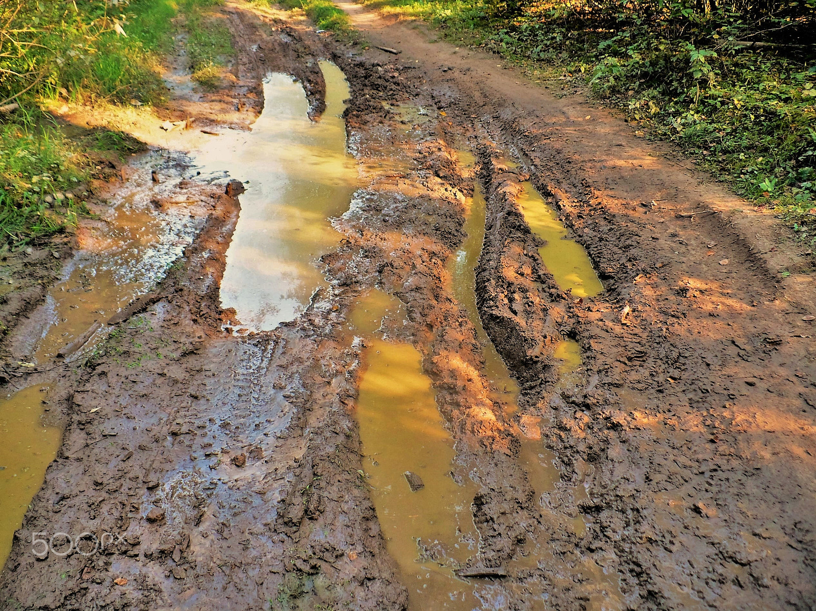 Panasonic DMC-LZ7 sample photo. Forest road after rain photography