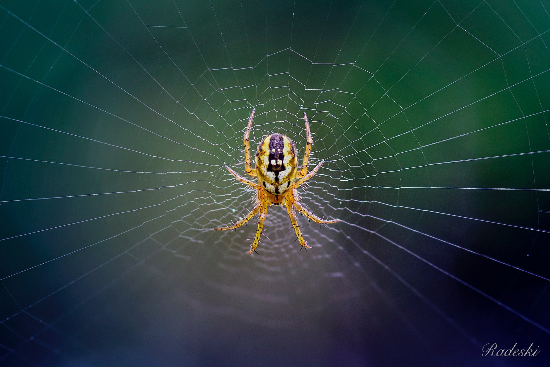 Nikon D800E + AF Micro-Nikkor 105mm f/2.8 sample photo. Sul centro della ragnatela photography