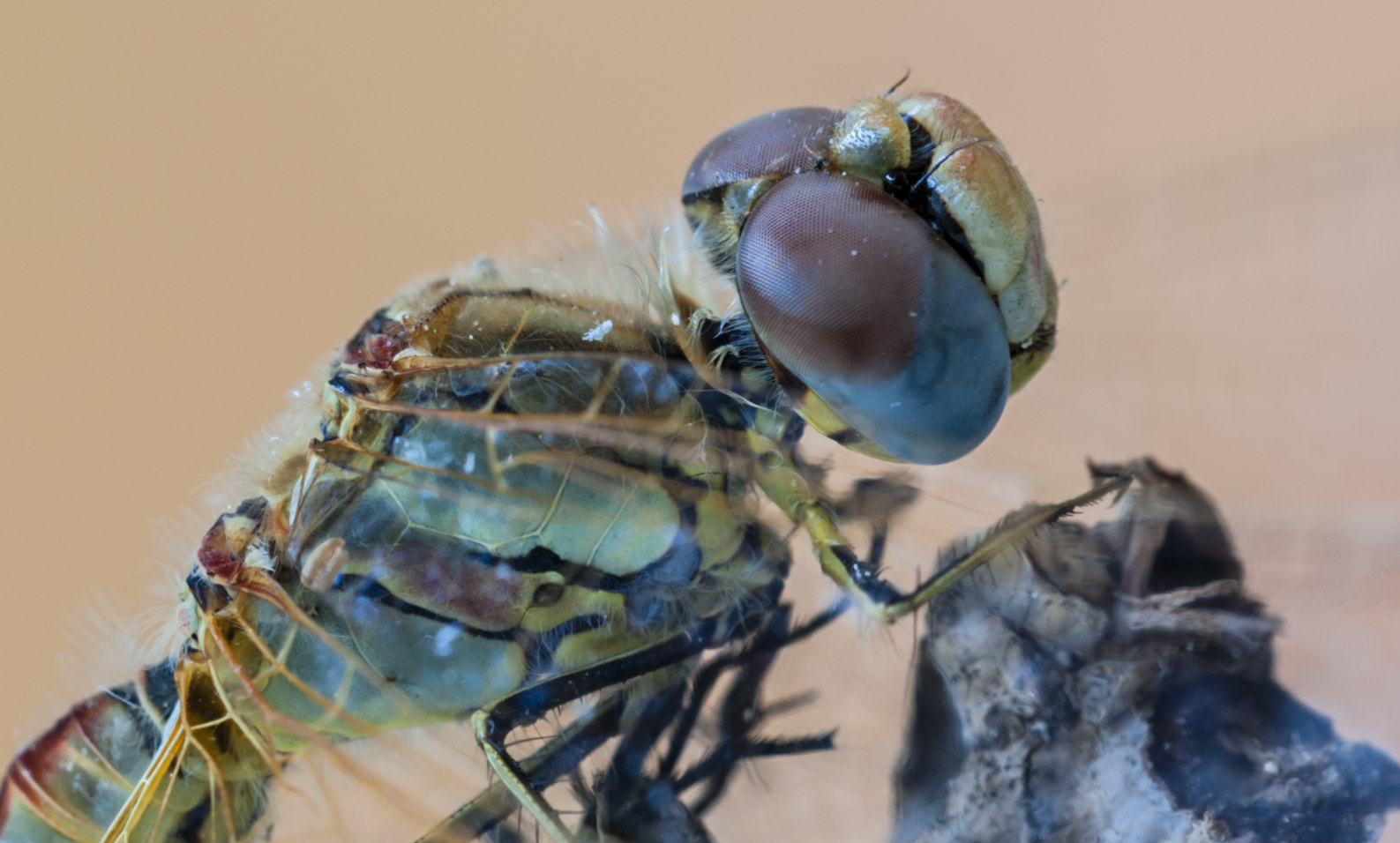Sigma APO Macro 180mm F3.5 EX DG HSM sample photo. Dragonfly photography