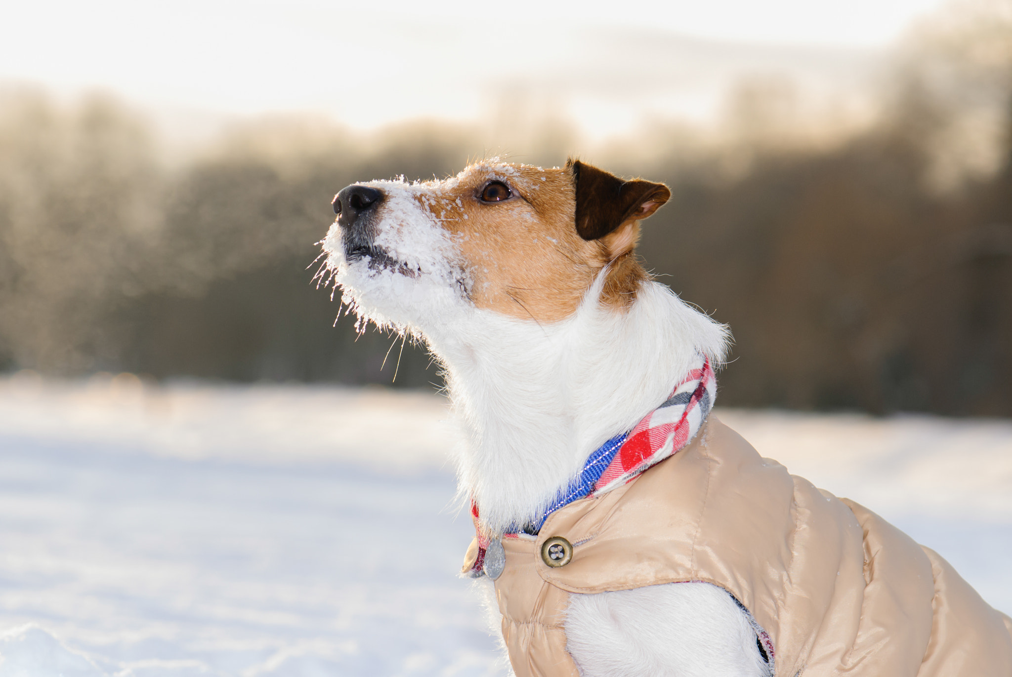 Nikon D200 sample photo. Obedient dog listening for an owner. photography