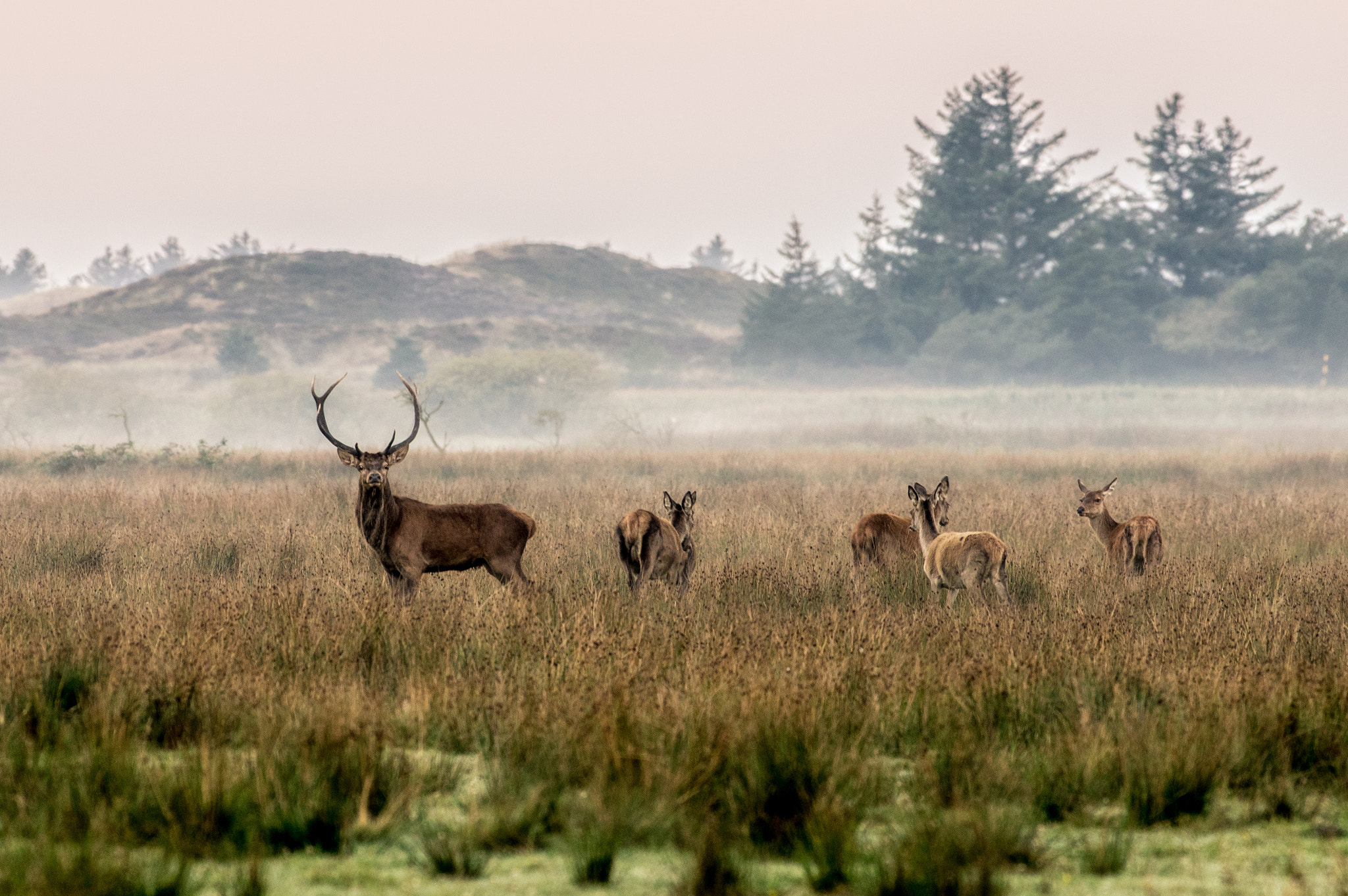 Pentax K-3 sample photo. Young stag and his hind herd at dusk photography