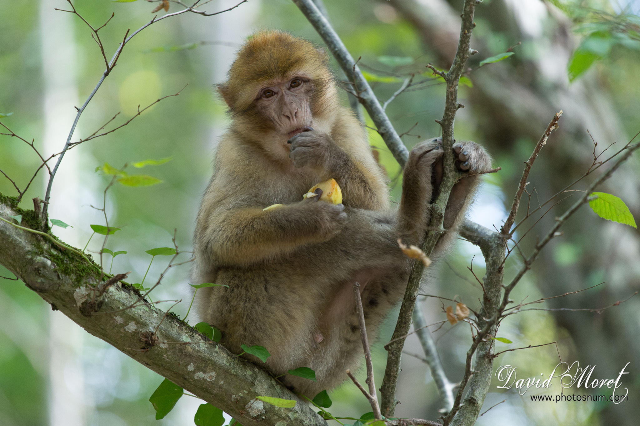 Nikon Nikkor AF-S 300mm F4E PF ED VR sample photo. Terre de singes - magot photography