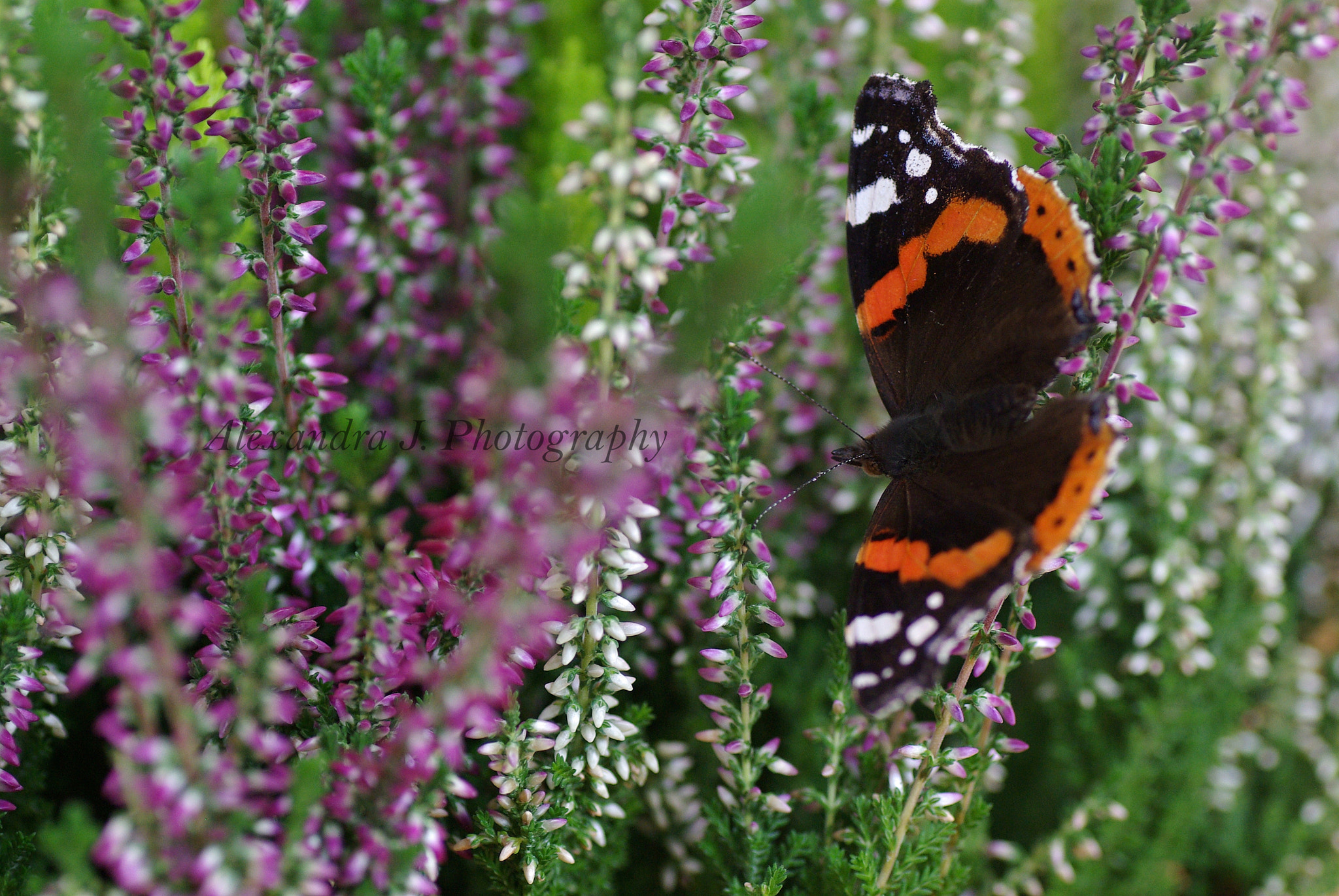 Pentax K10D sample photo