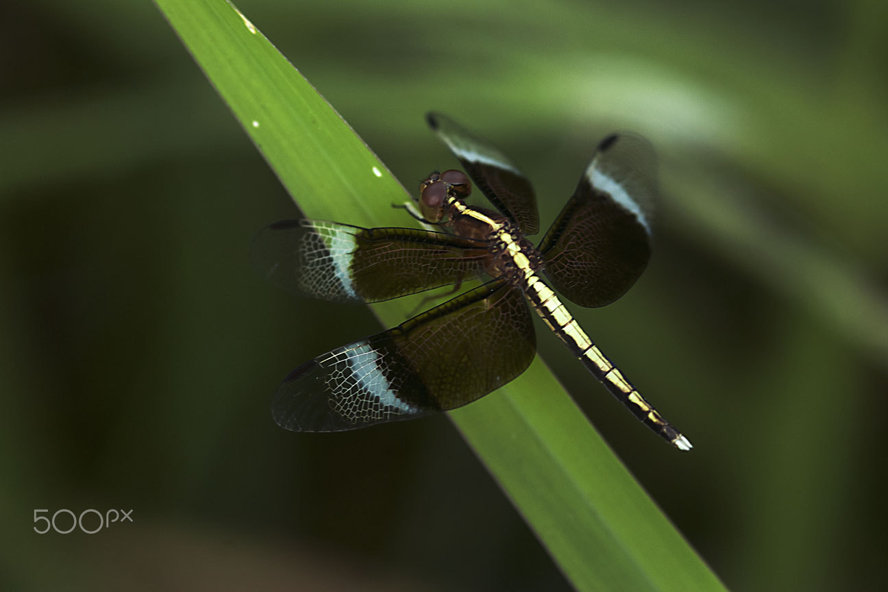Nikon AF-S Micro-Nikkor 105mm F2.8G IF-ED VR sample photo. Dragonfly photography