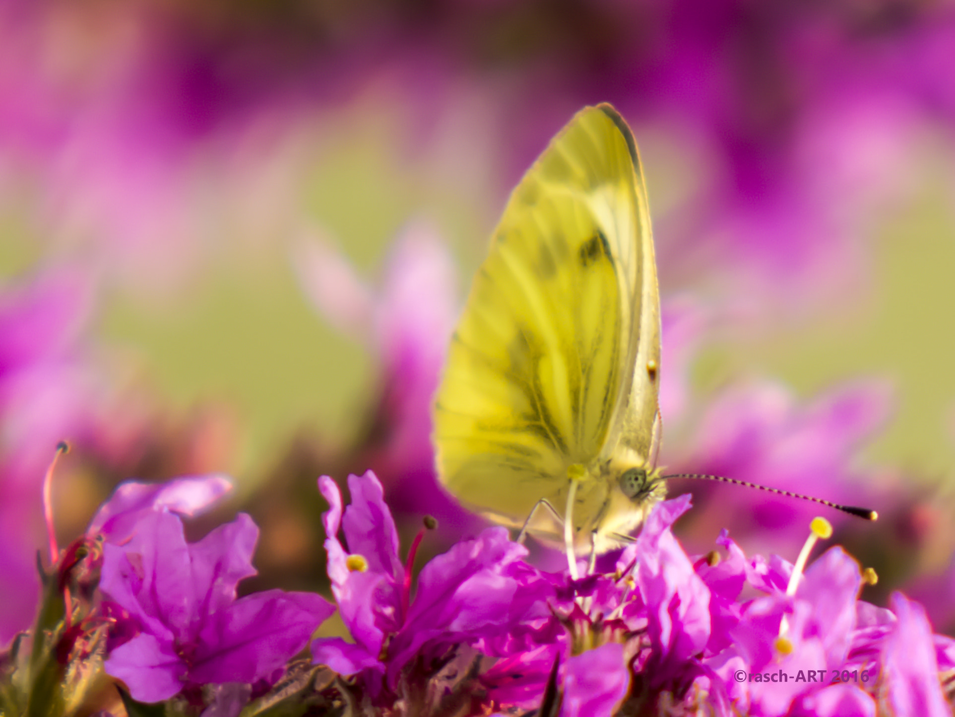 Canon EF 70-200mm F2.8L IS USM sample photo. Colours of nature photography