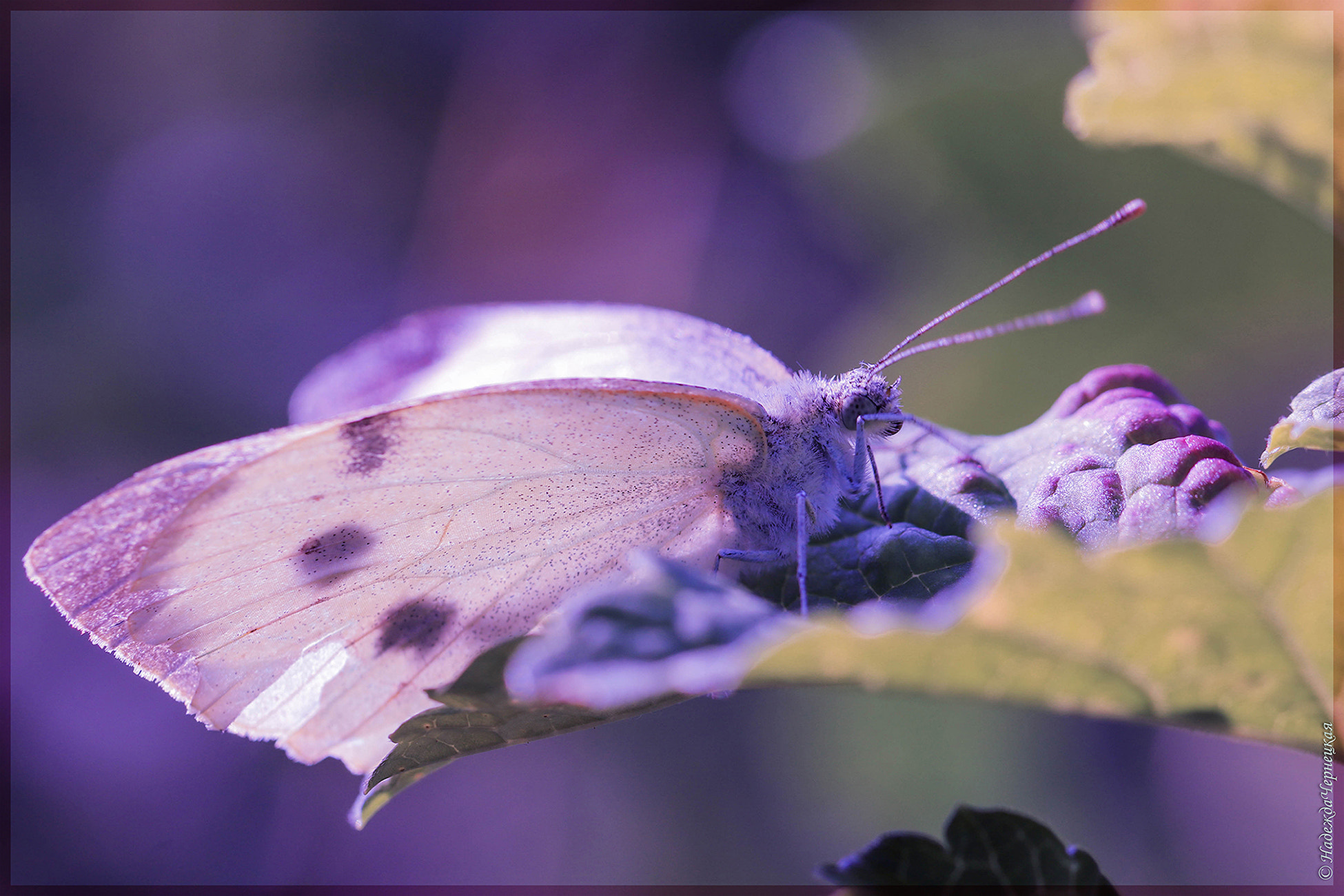 Canon EOS 750D (EOS Rebel T6i / EOS Kiss X8i) + Canon EF 100mm F2.8L Macro IS USM sample photo. Белянка капустная (pieris brassicae) капустница photography