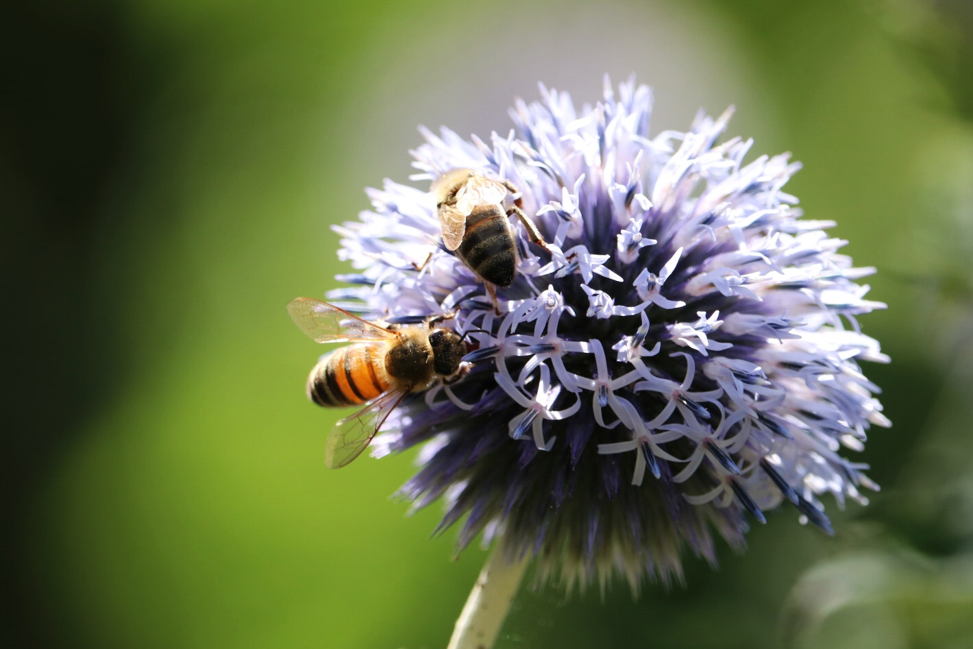 Canon EF-S 55-250mm F4-5.6 IS STM sample photo. Bee in hackney city farm photography
