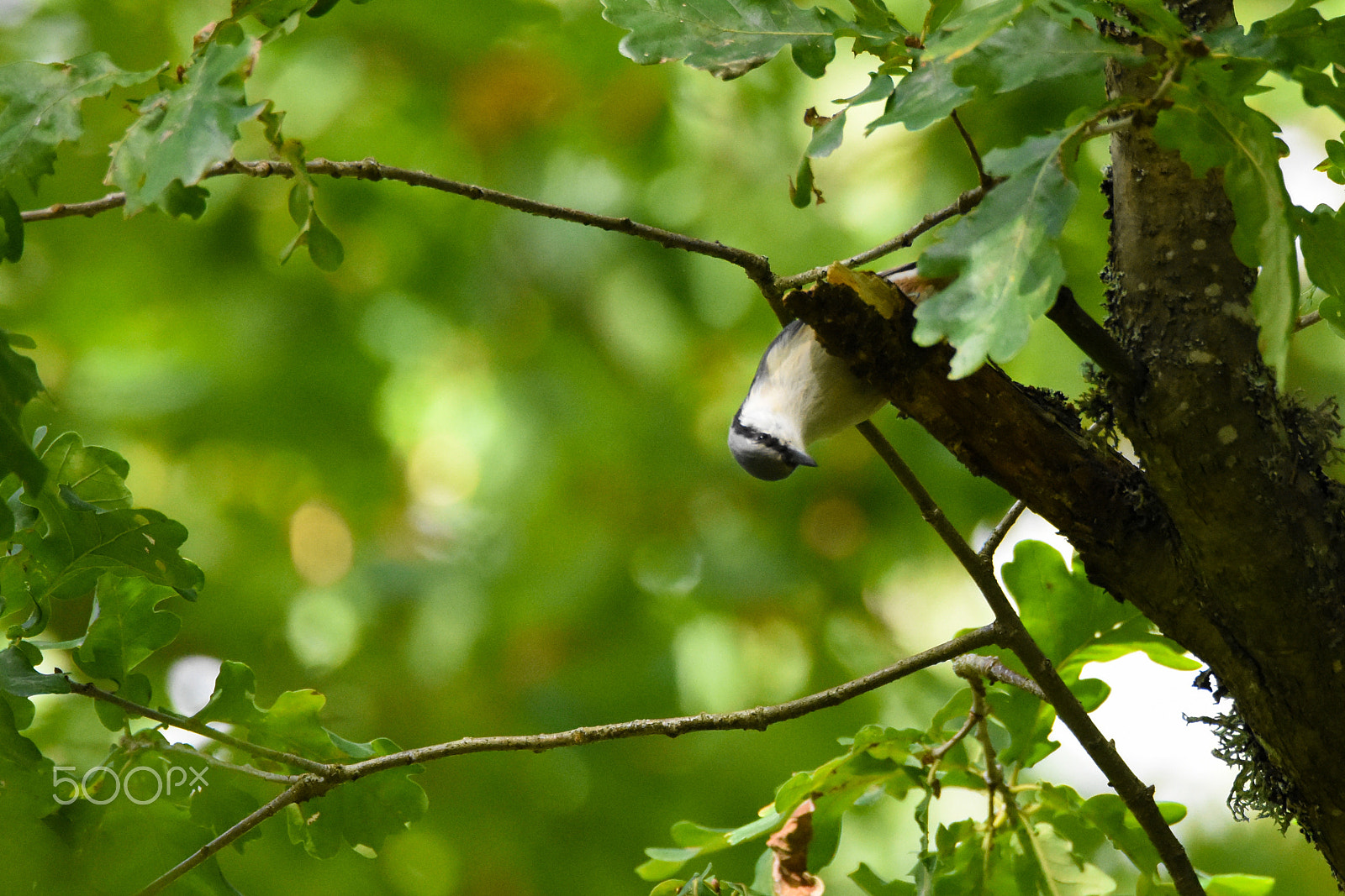 Tamron SP 150-600mm F5-6.3 Di VC USD sample photo. Yellow wagtail (motacilla flava) photography