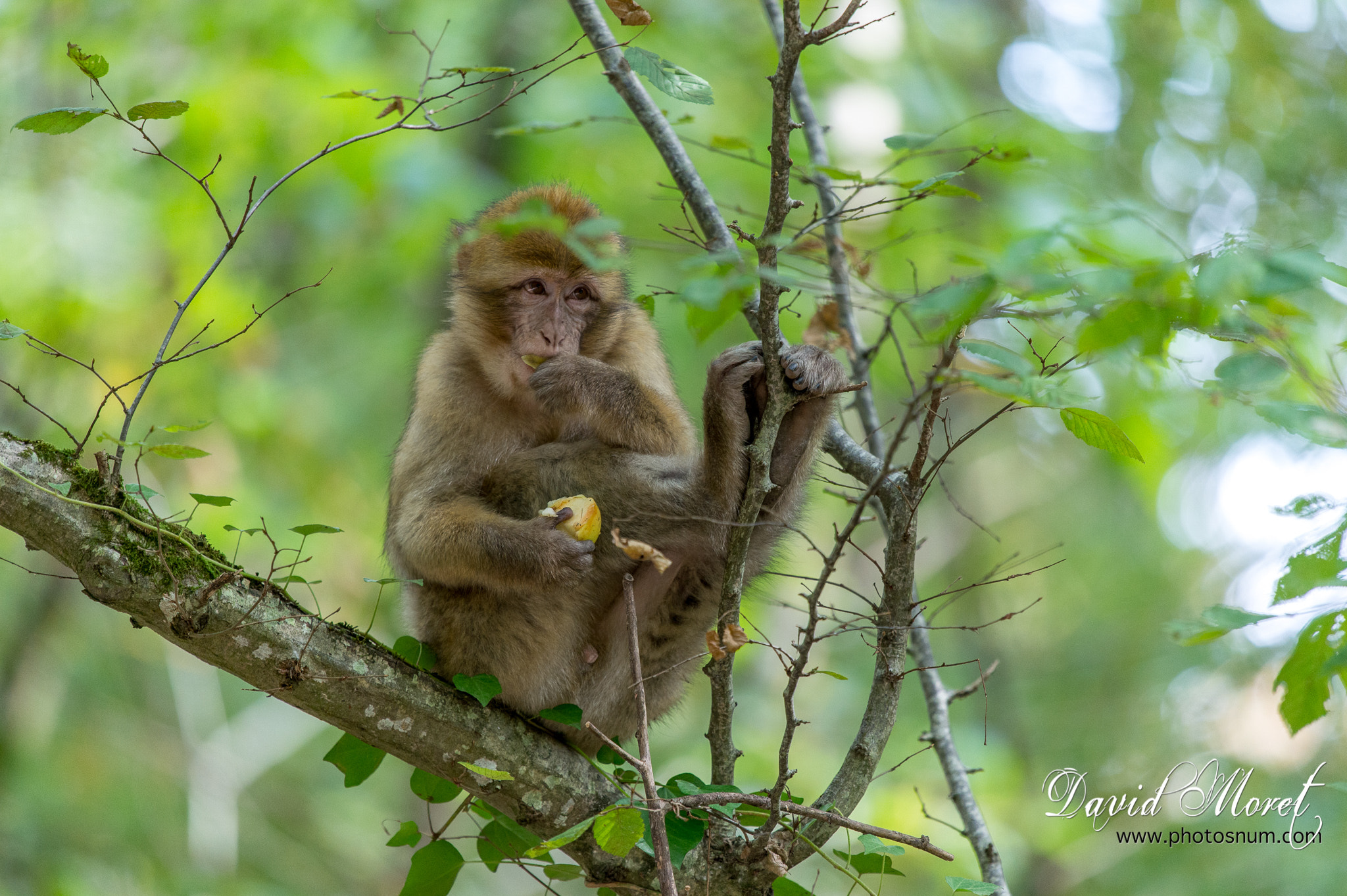 Nikon Nikkor AF-S 300mm F4E PF ED VR sample photo. Terre de singes - magot photography