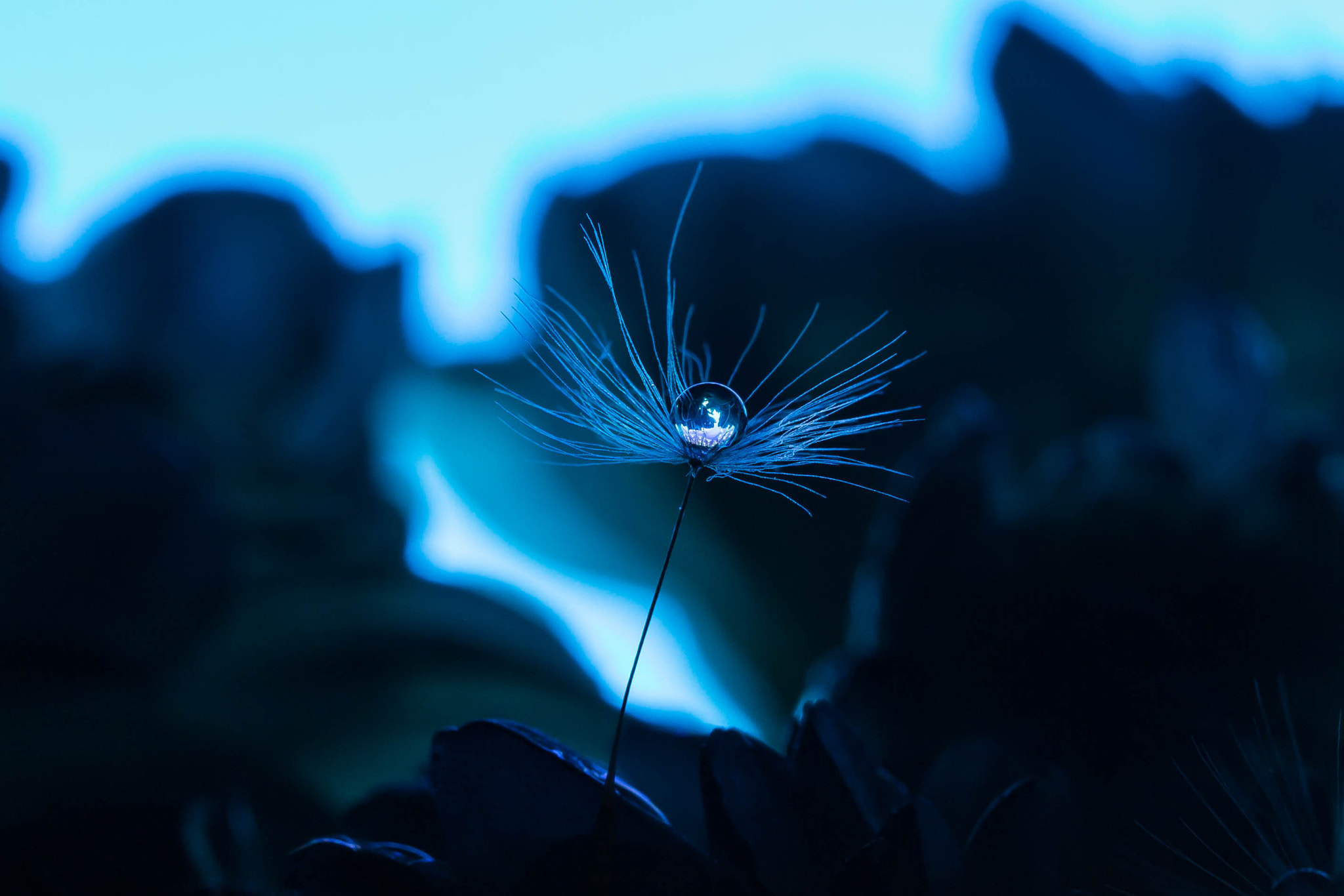 Canon EF 100mm F2.8 Macro USM sample photo. Moment of peace photography