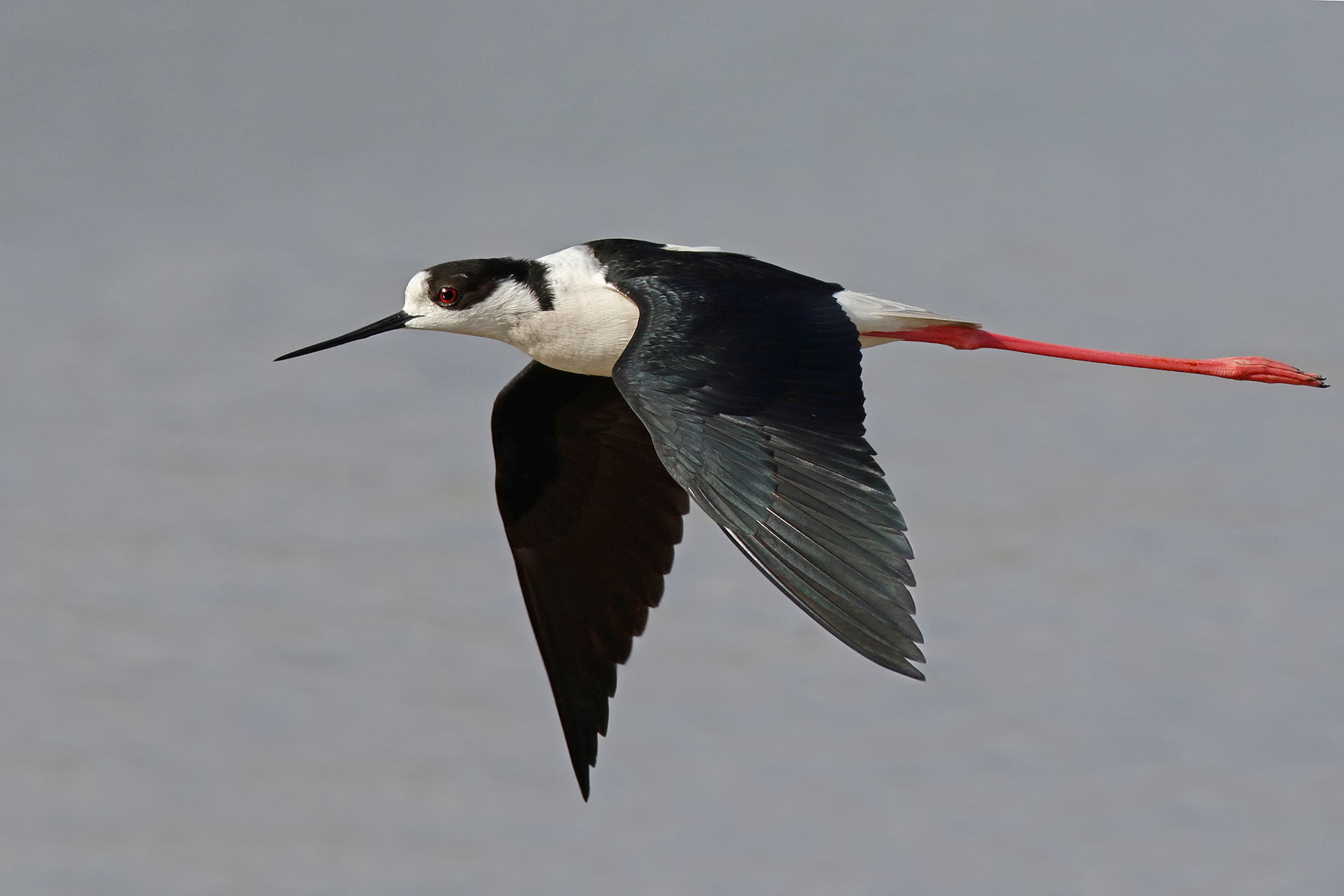 Canon EF 500mm f/4.5L sample photo. Stilt photography