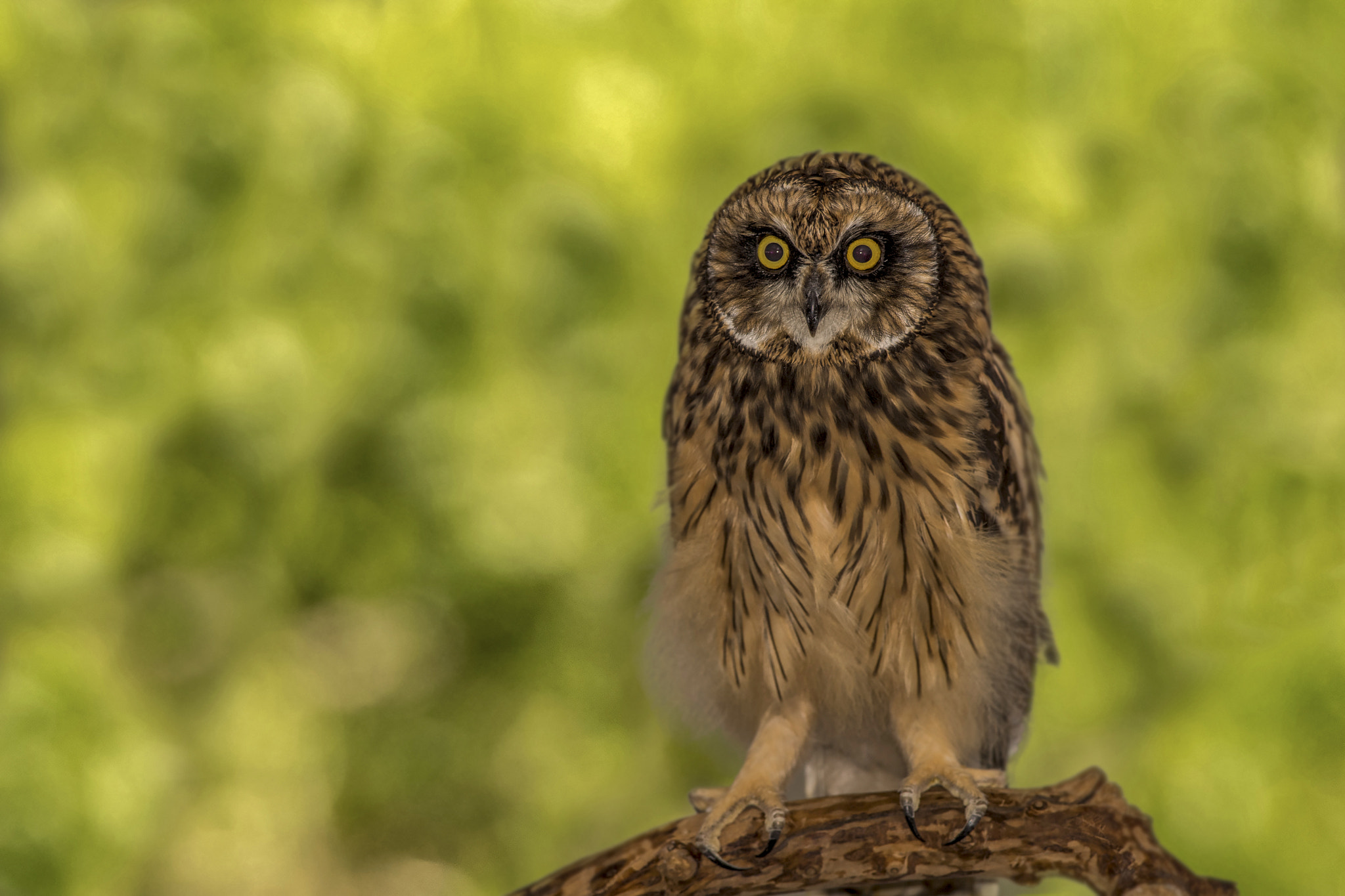 Nikon D810 + Nikon AF-S Nikkor 300mm F4D ED-IF sample photo. Short-eared owl photography